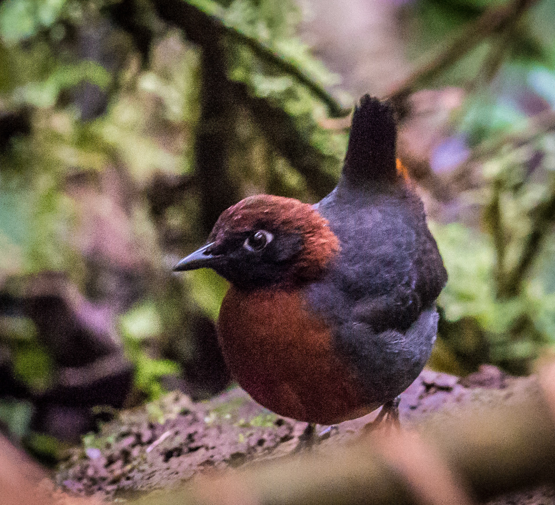 Rufous-Breasted Antthrush