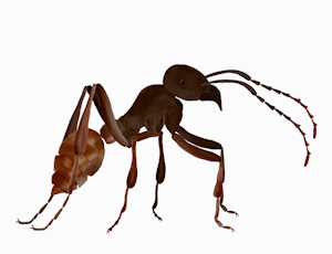 Scene 2 - Ant Cancan
