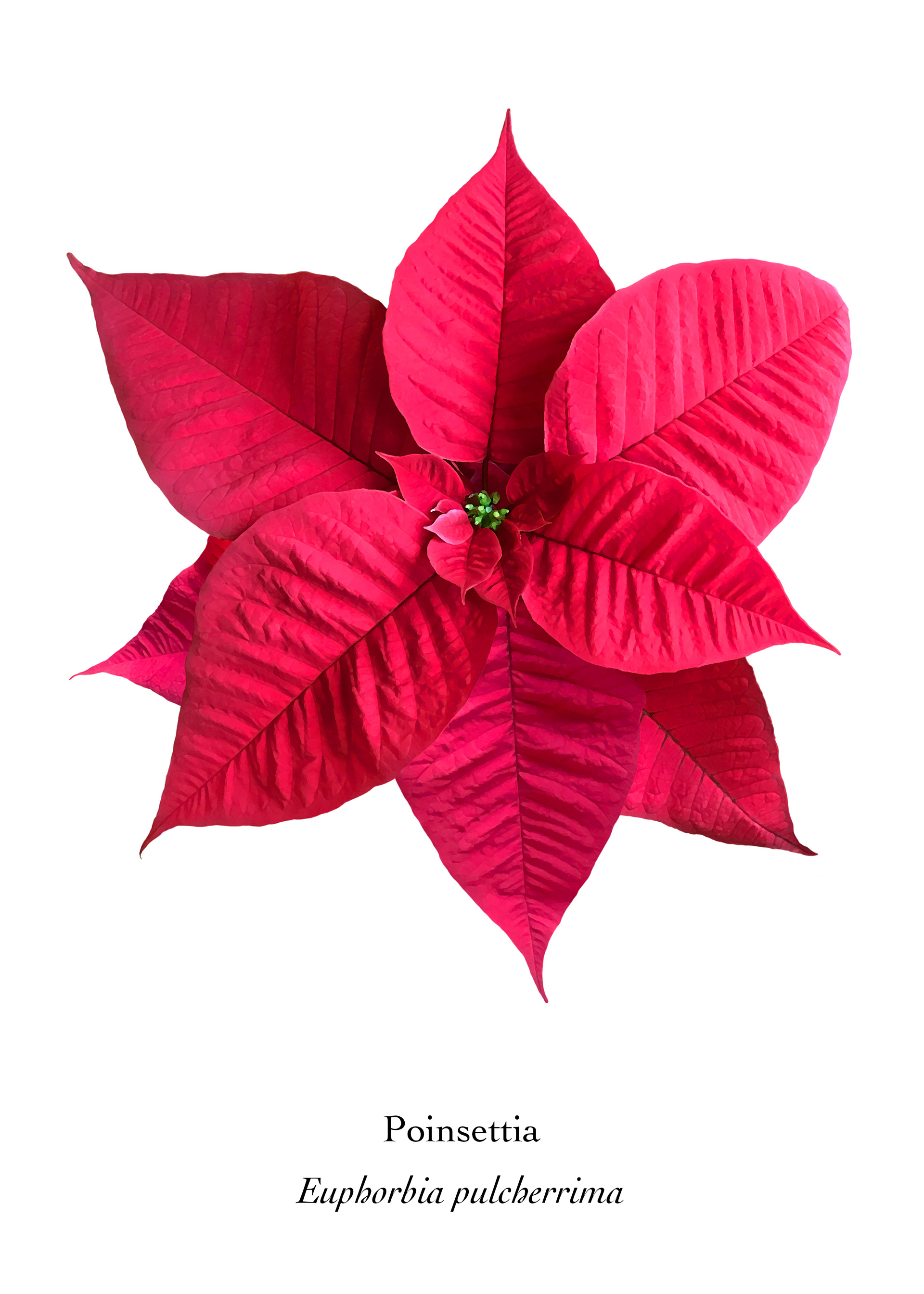 Available at: https://displate.com/displate/1633014