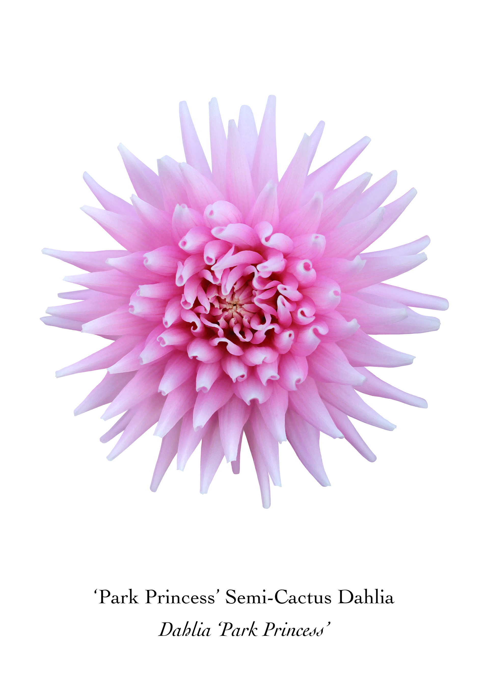 Available at: https://displate.com/displate/1789849