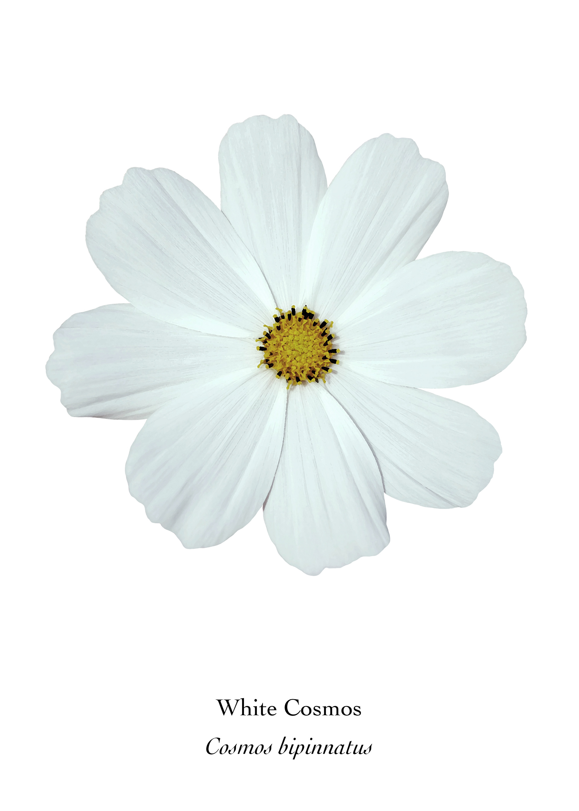 Available at: https://displate.com/displate/1786313