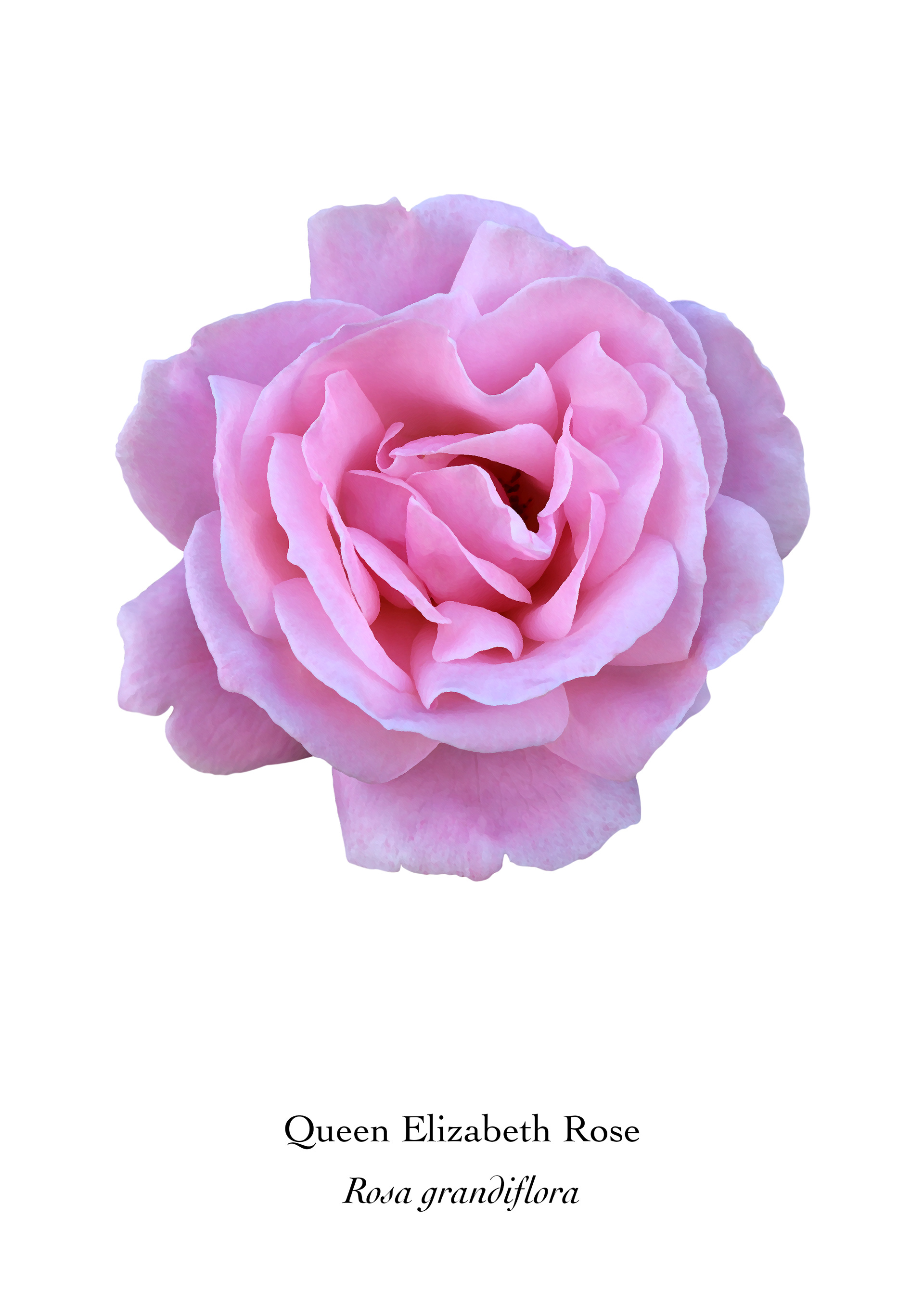 Available at: https://displate.com/displate/1455418