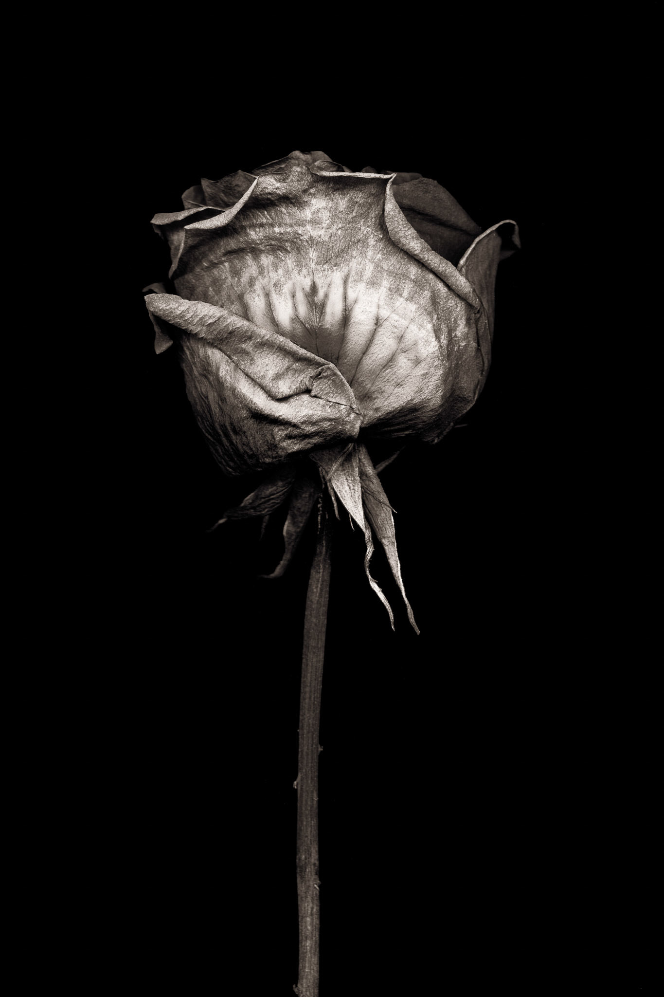 Rose, 2019