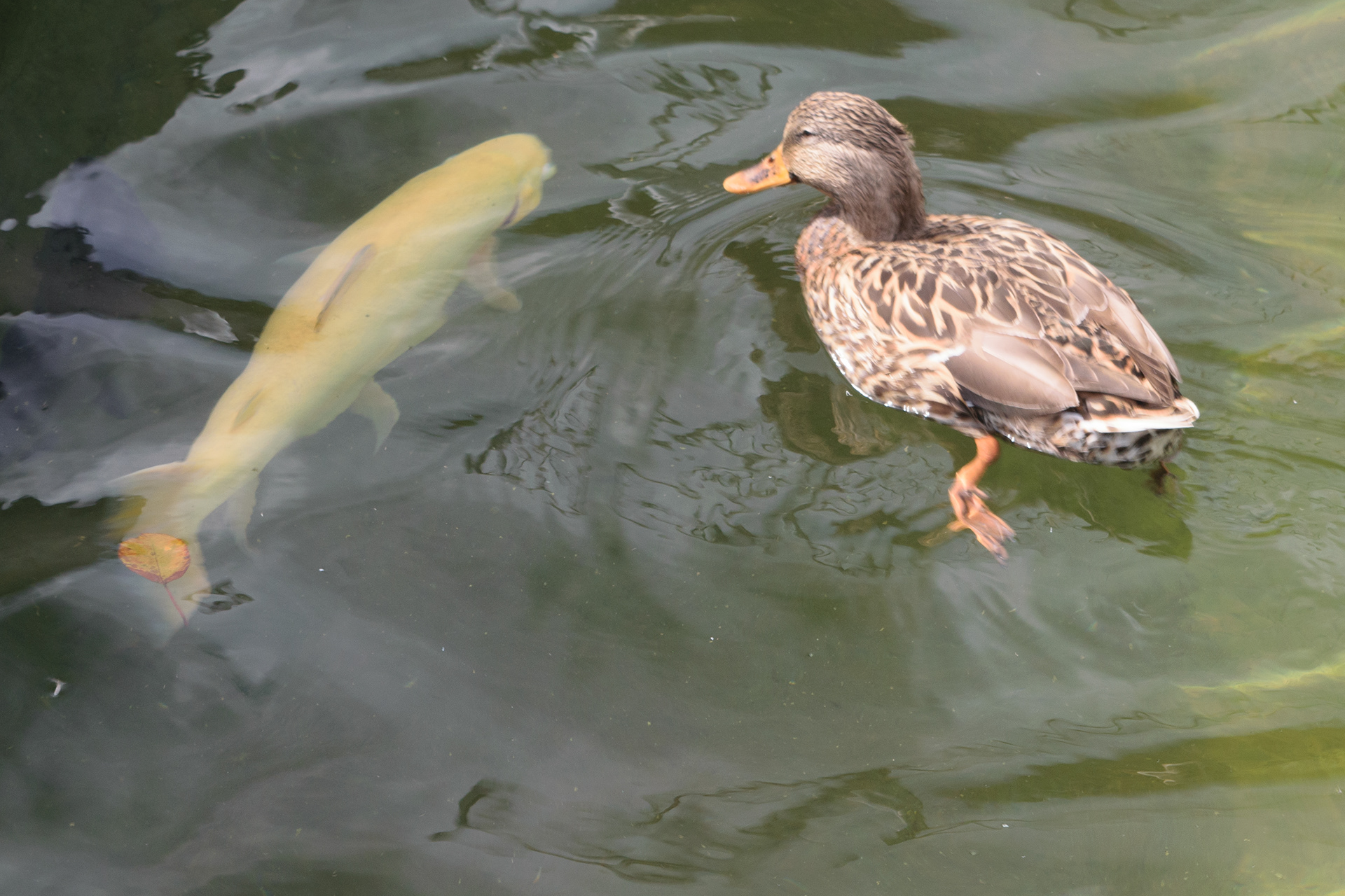 This quacks me up