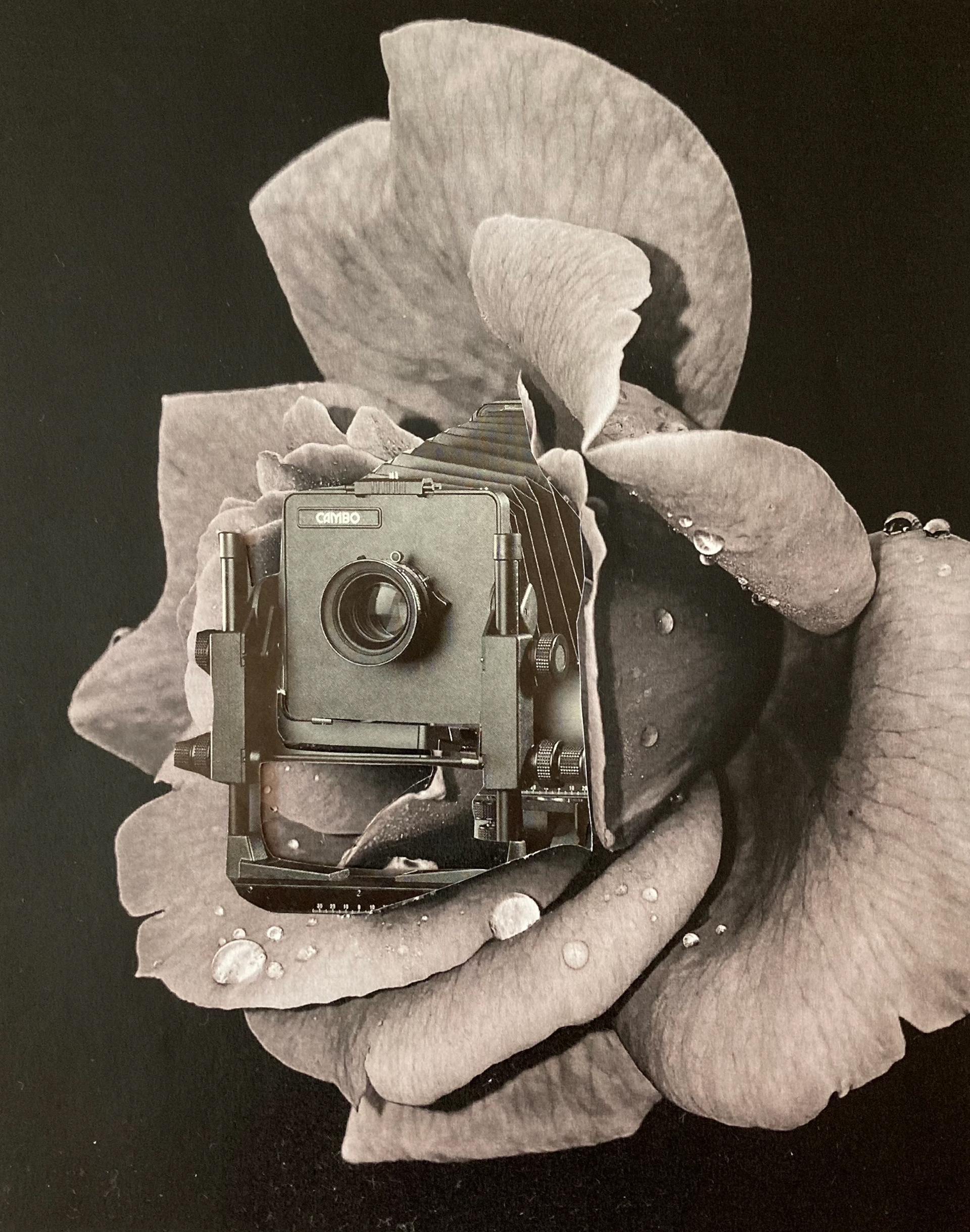 "Rose" - Februllage 2021 - www.instagram.com/februllage