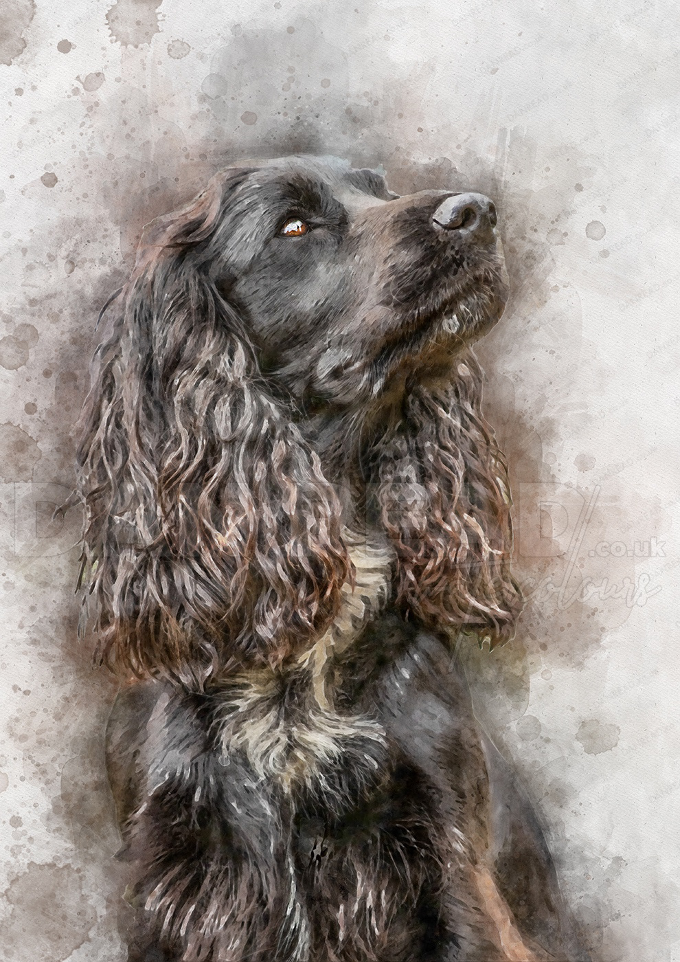 pet portrait spaniel