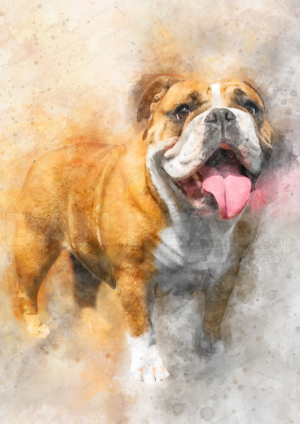 pet portrait British bulldog