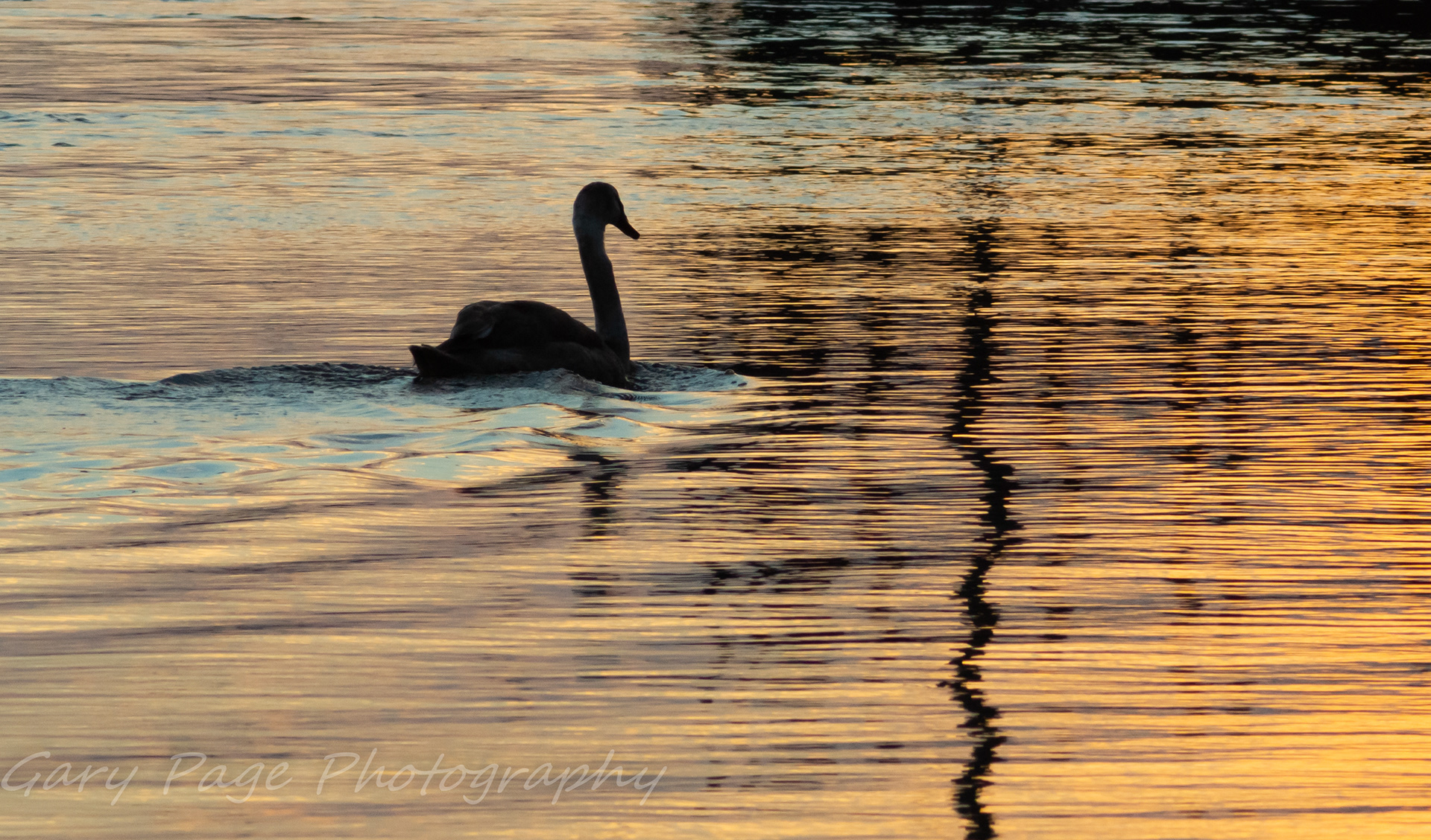 Swan in the sunset Mudeford