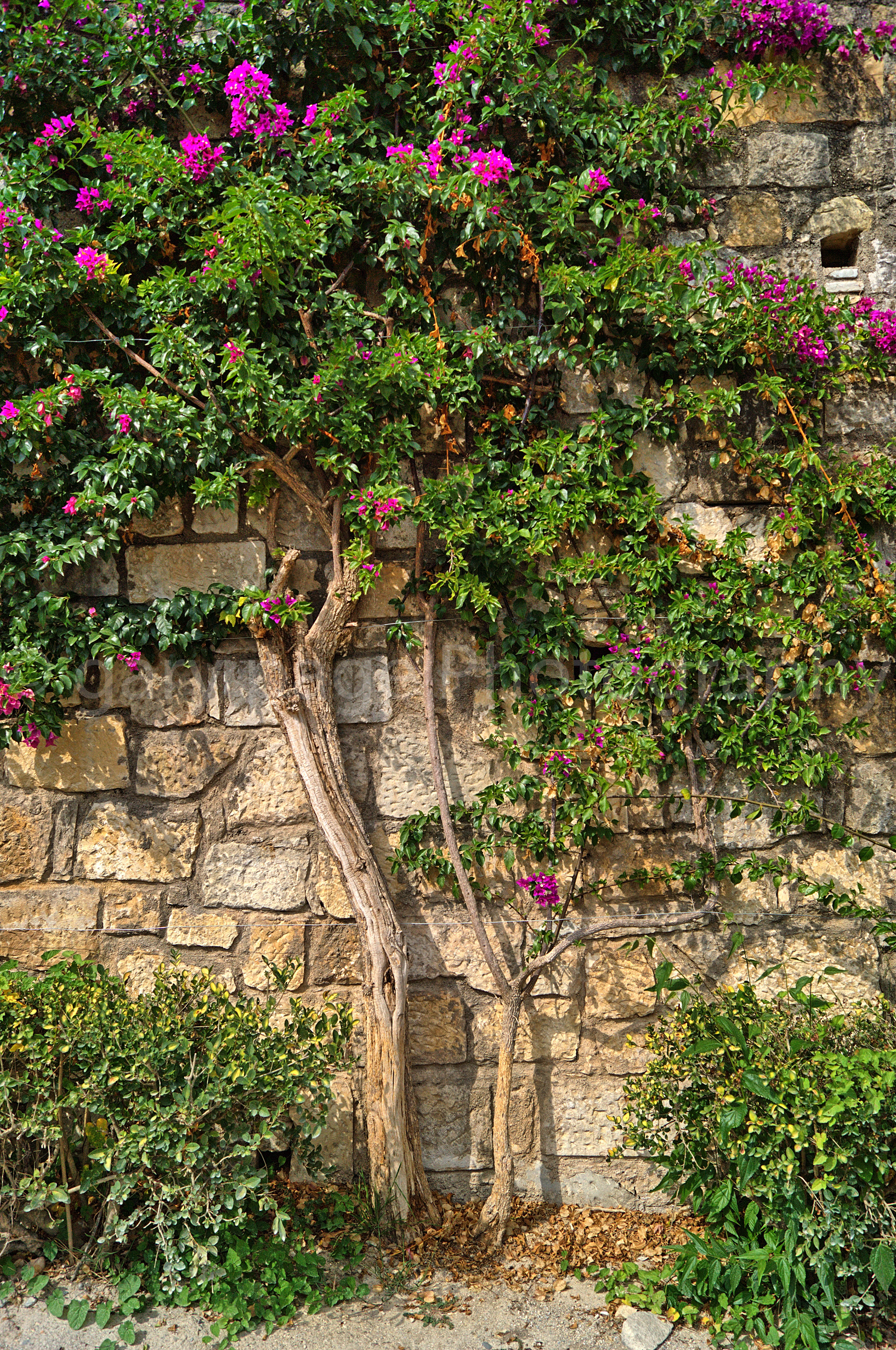 Rustic wall