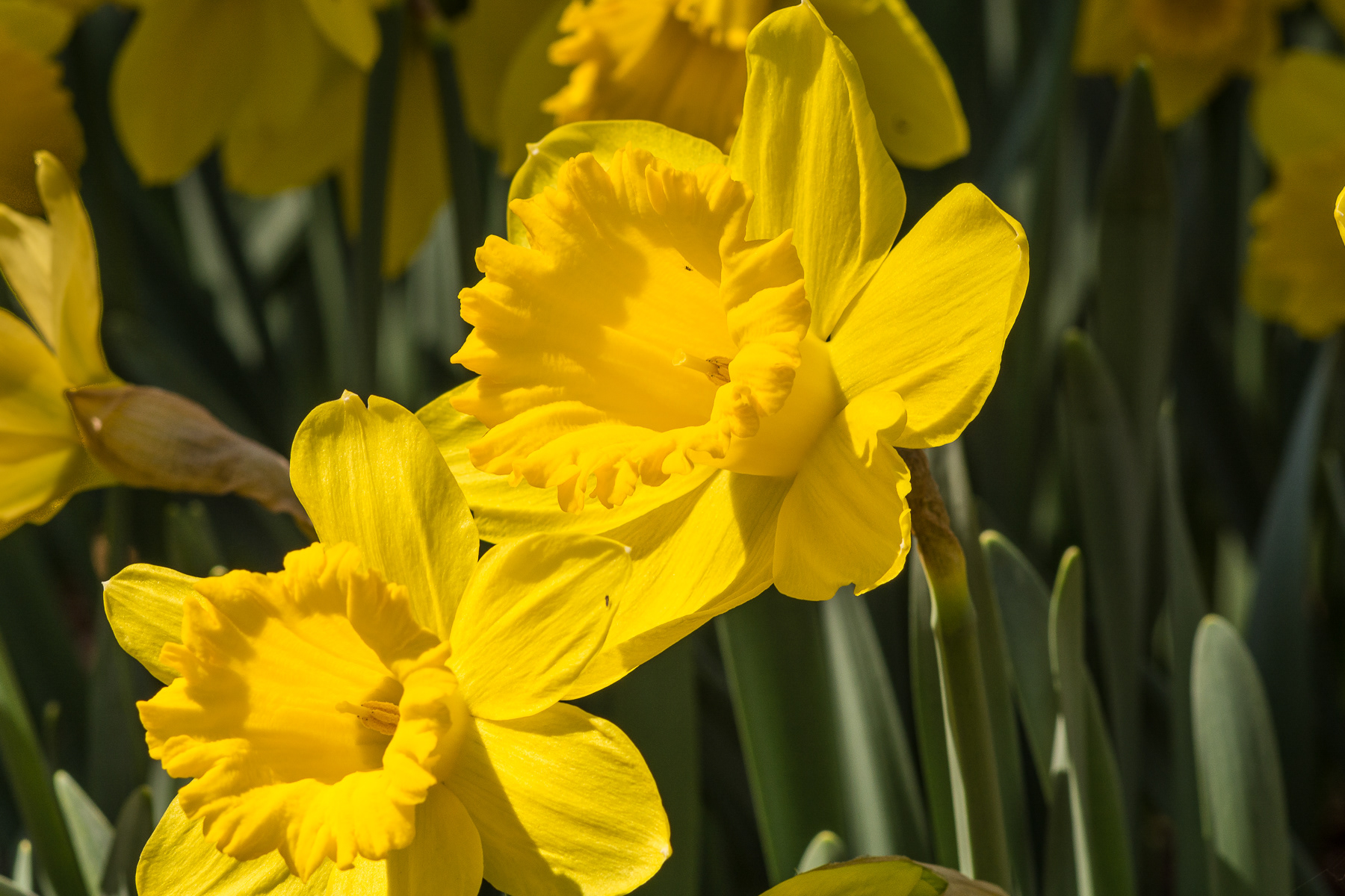 king alfred daffodils garden king alfred daffodils from mathews va paul blais king alfred daffodils garden king alfred daffodils from mathews va paul blais