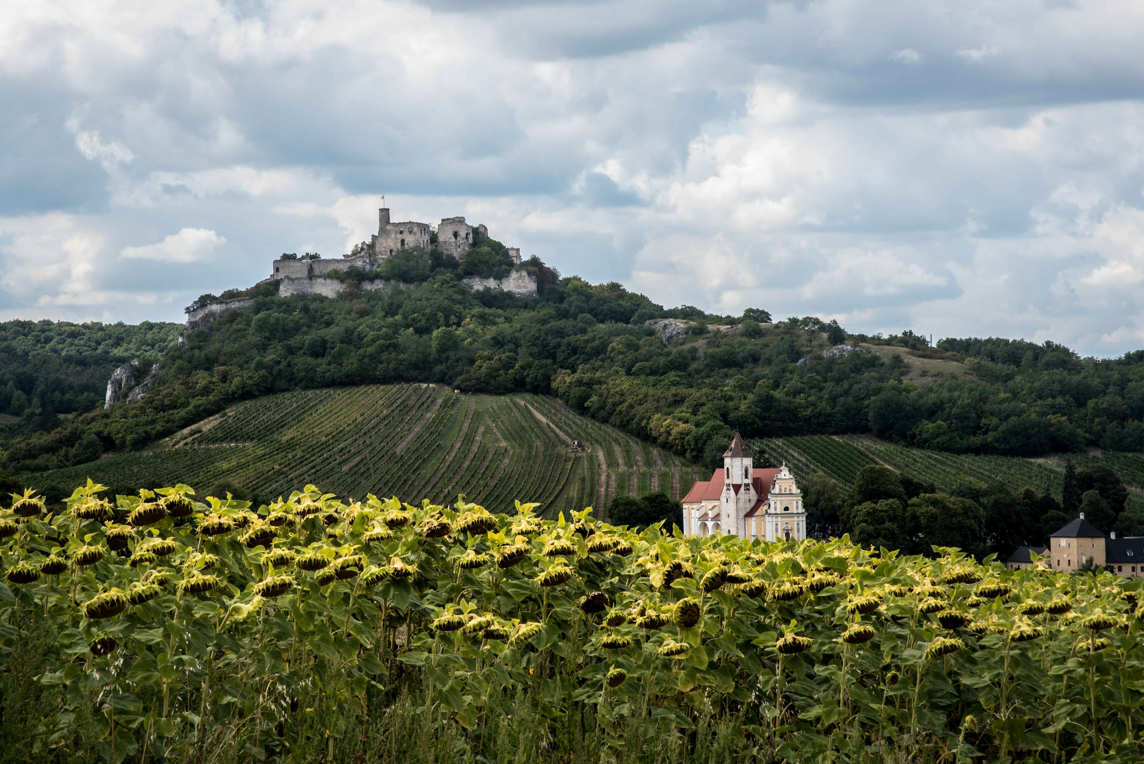 Vineyards in Austria