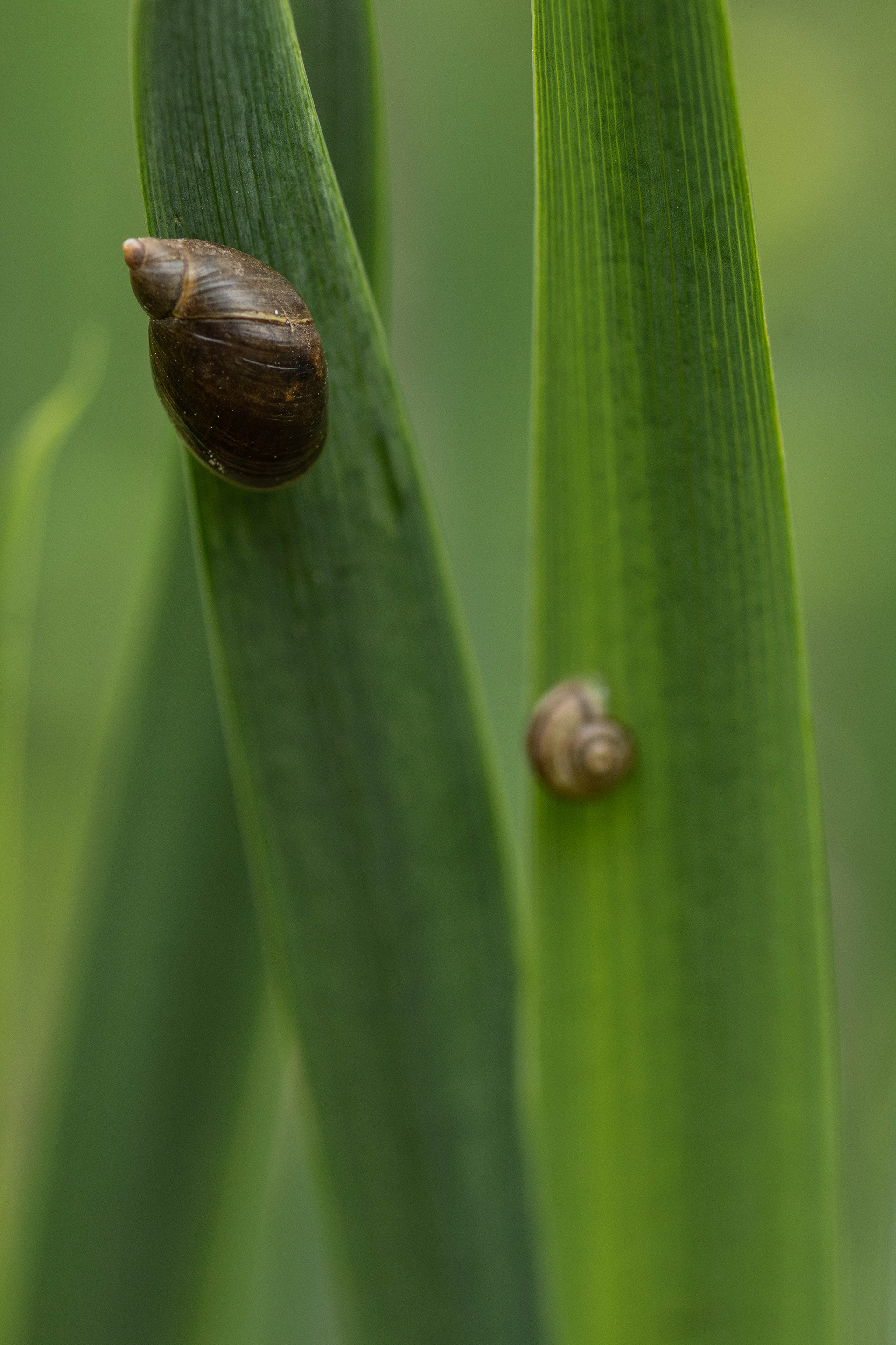 Tiny snails