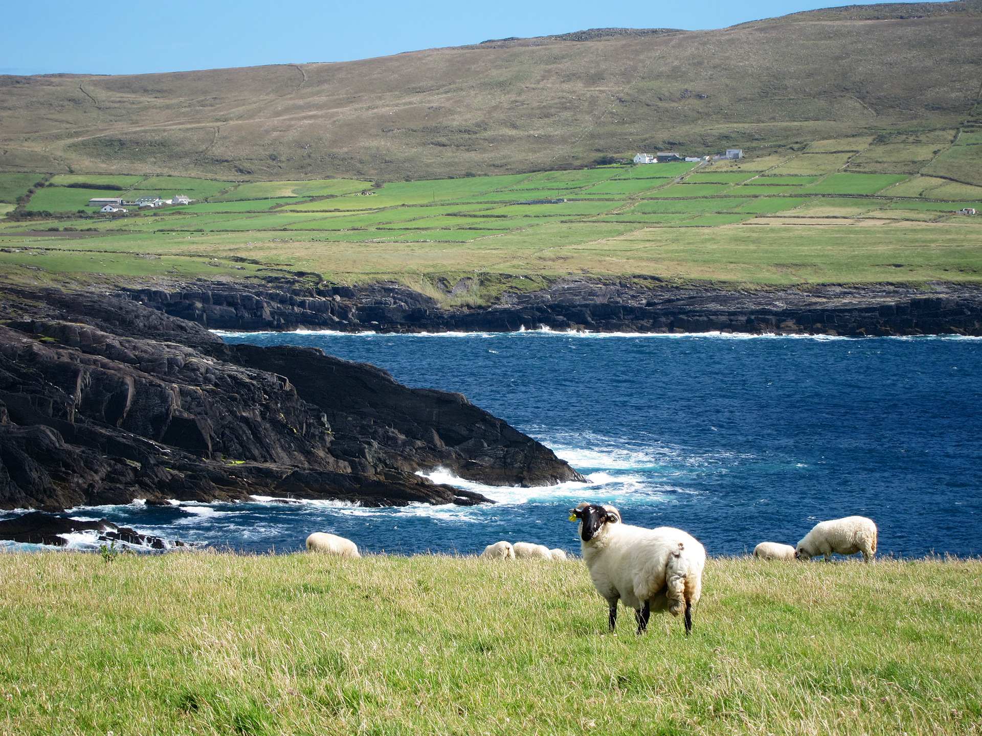 Sheep Grazing at Dunlough Bay, Mizen Head, West Cork, Ireland