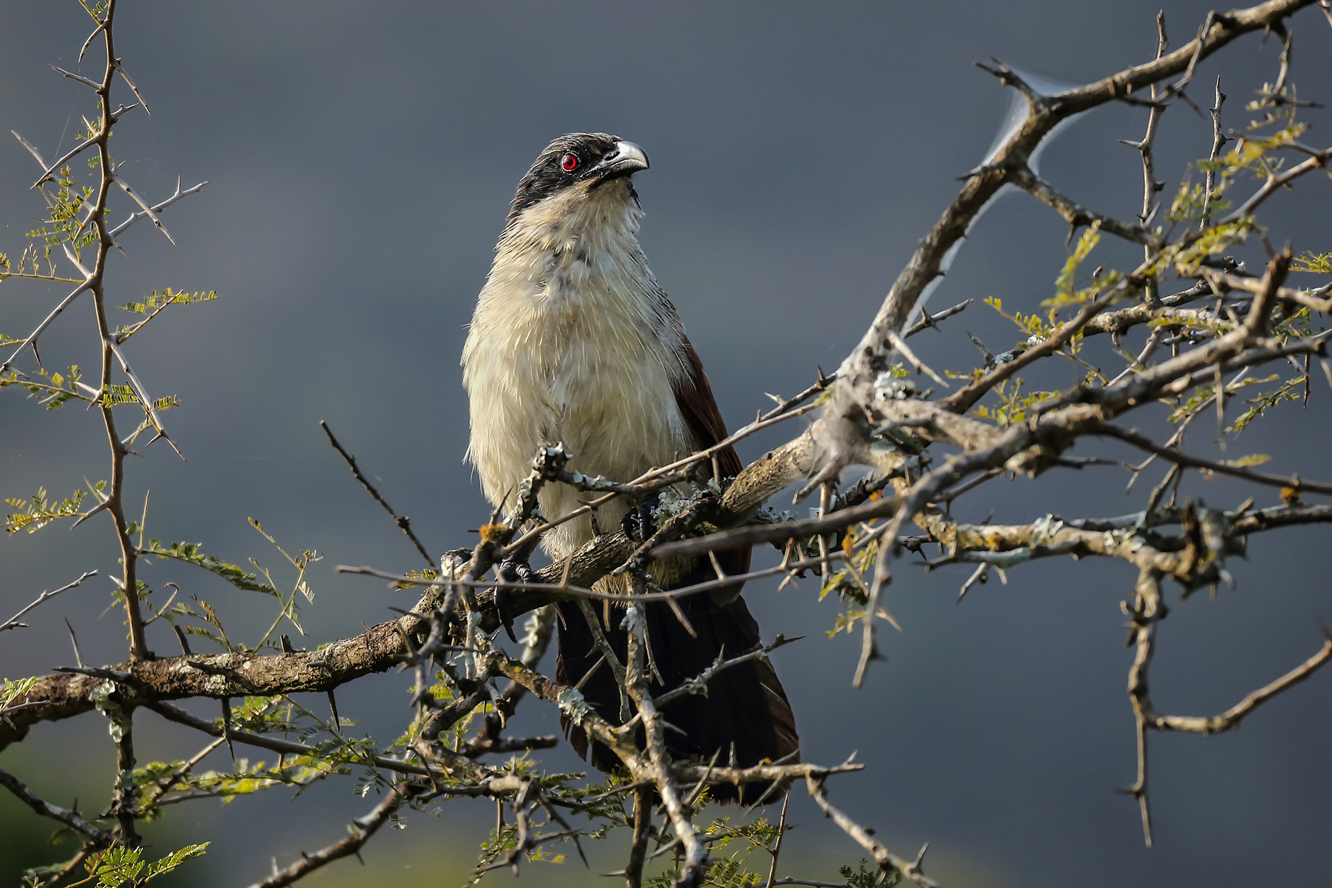 alan-jones-photography-birds-of-kwa-zulu-natal-2