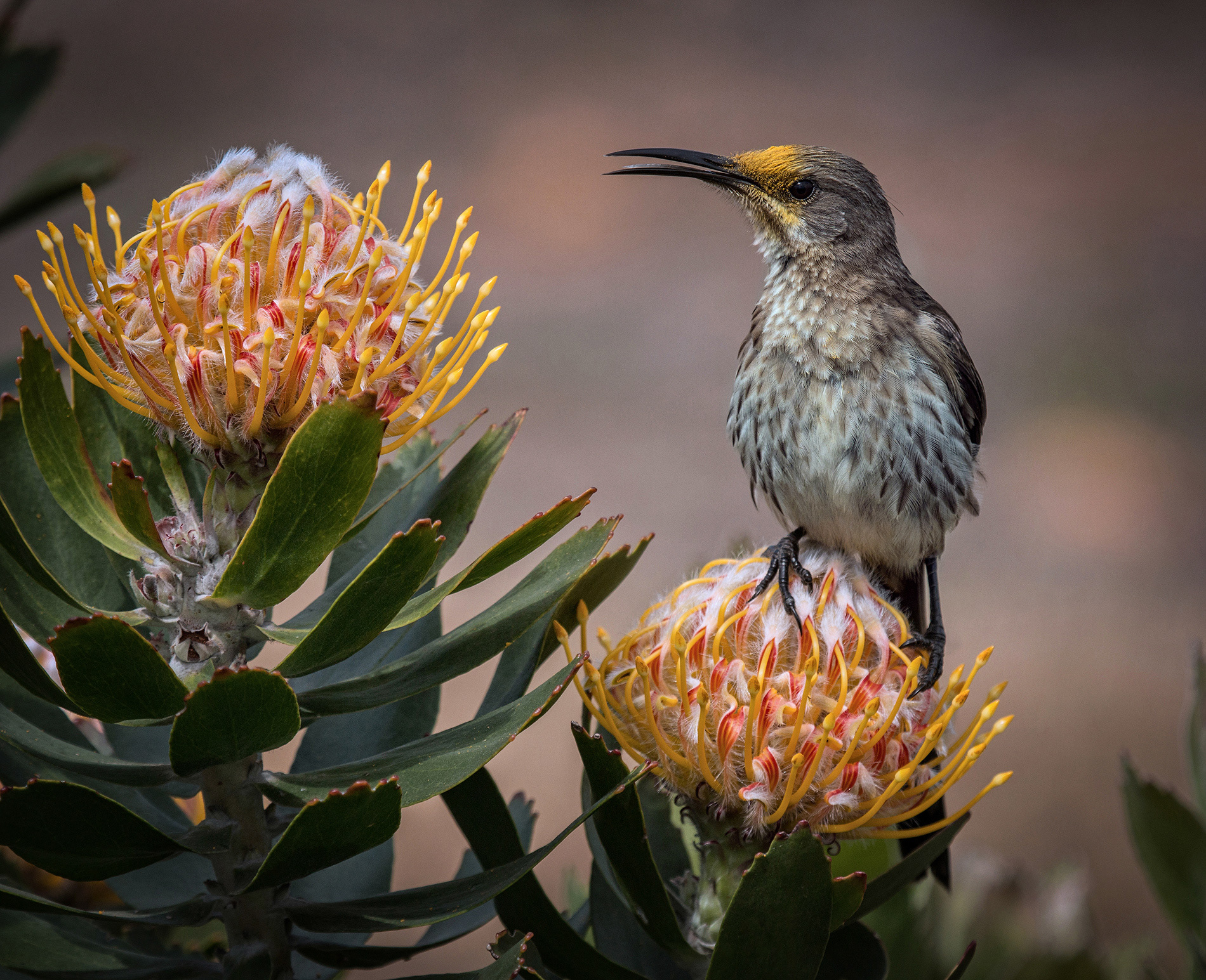 Alan Jones Photography - Birds of the Western Cape 2