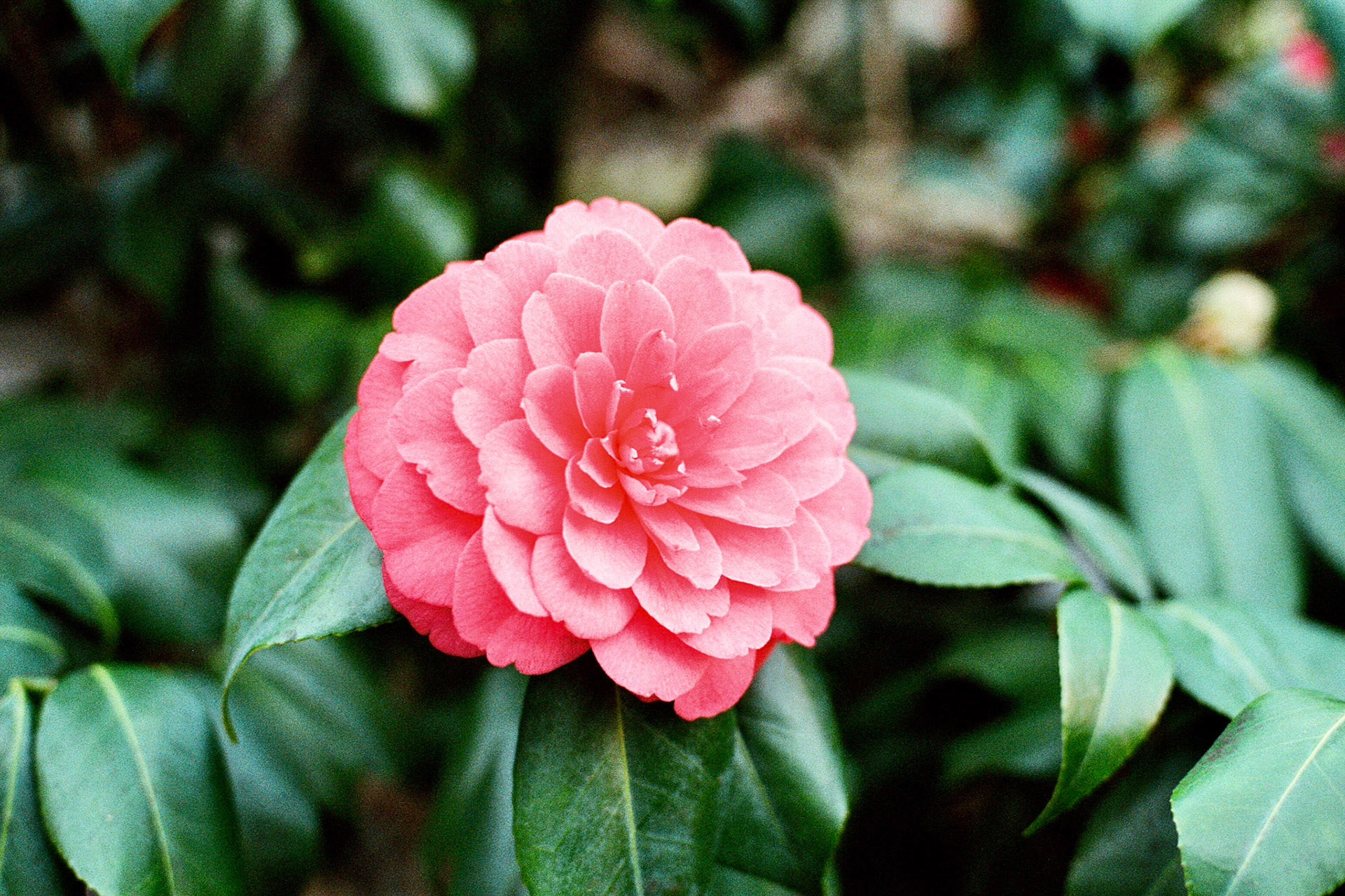 In Bloom
