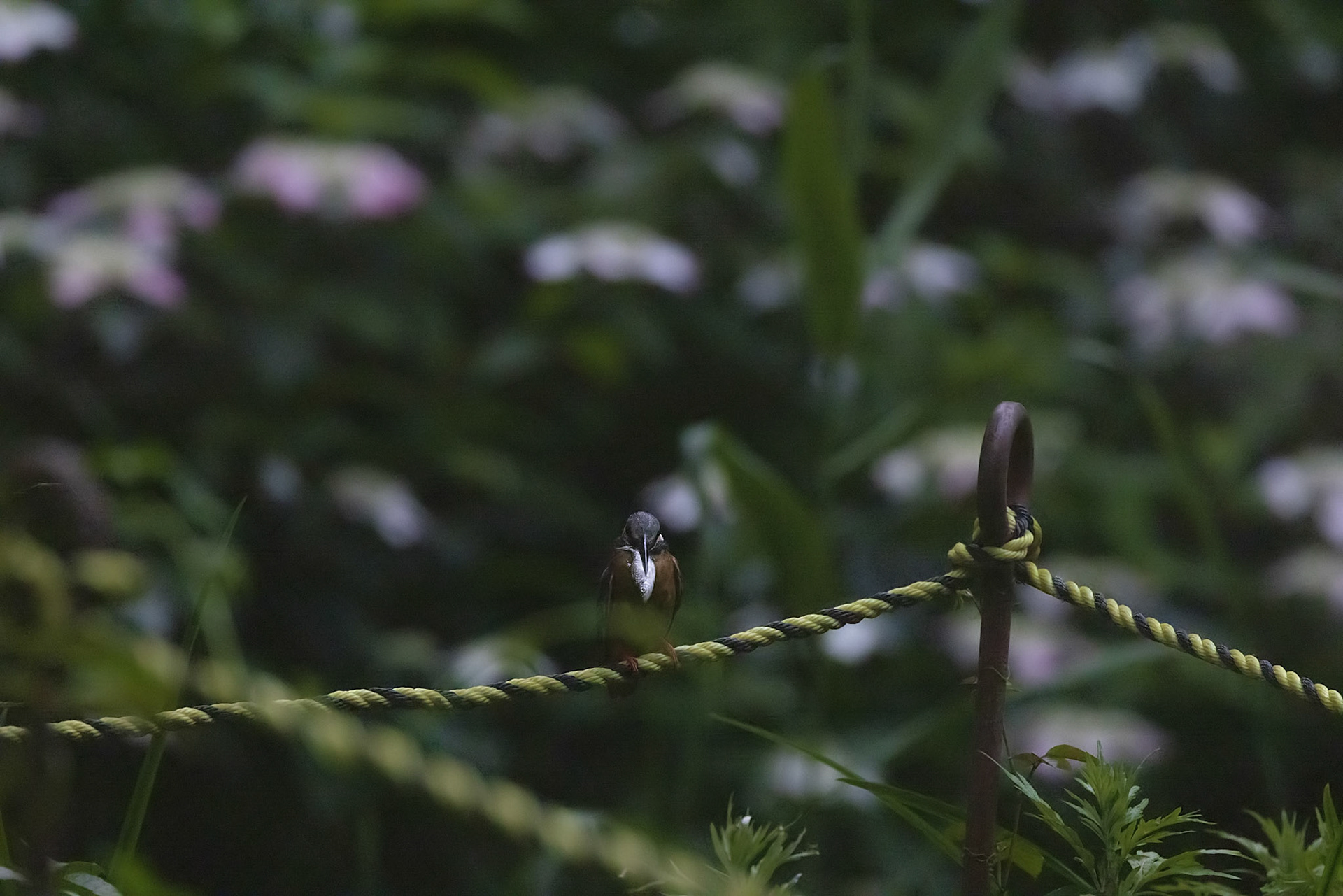 カワセミ メス kingfisher 薬師池公園