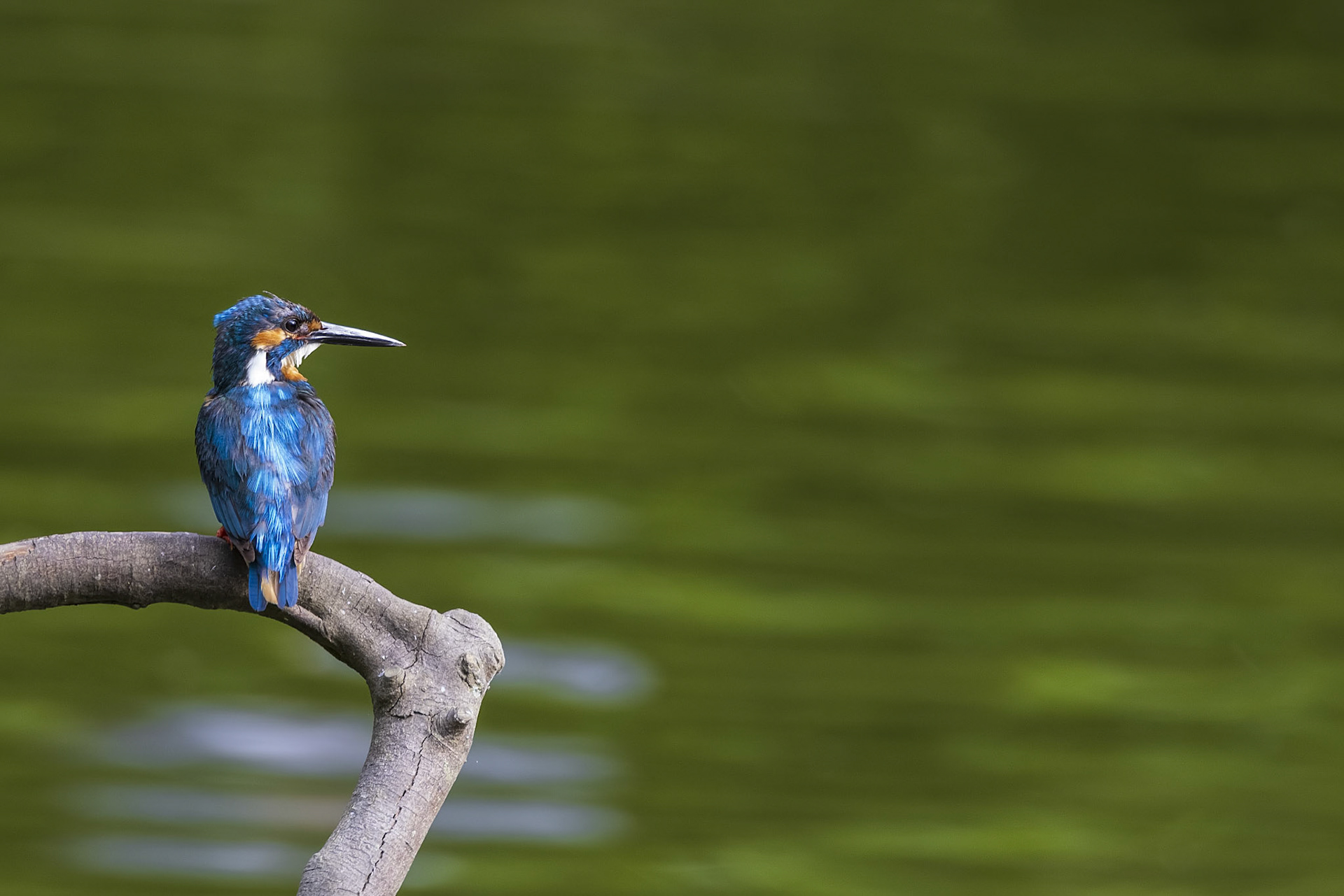 カワセミ オス kingfisher 薬師池公園