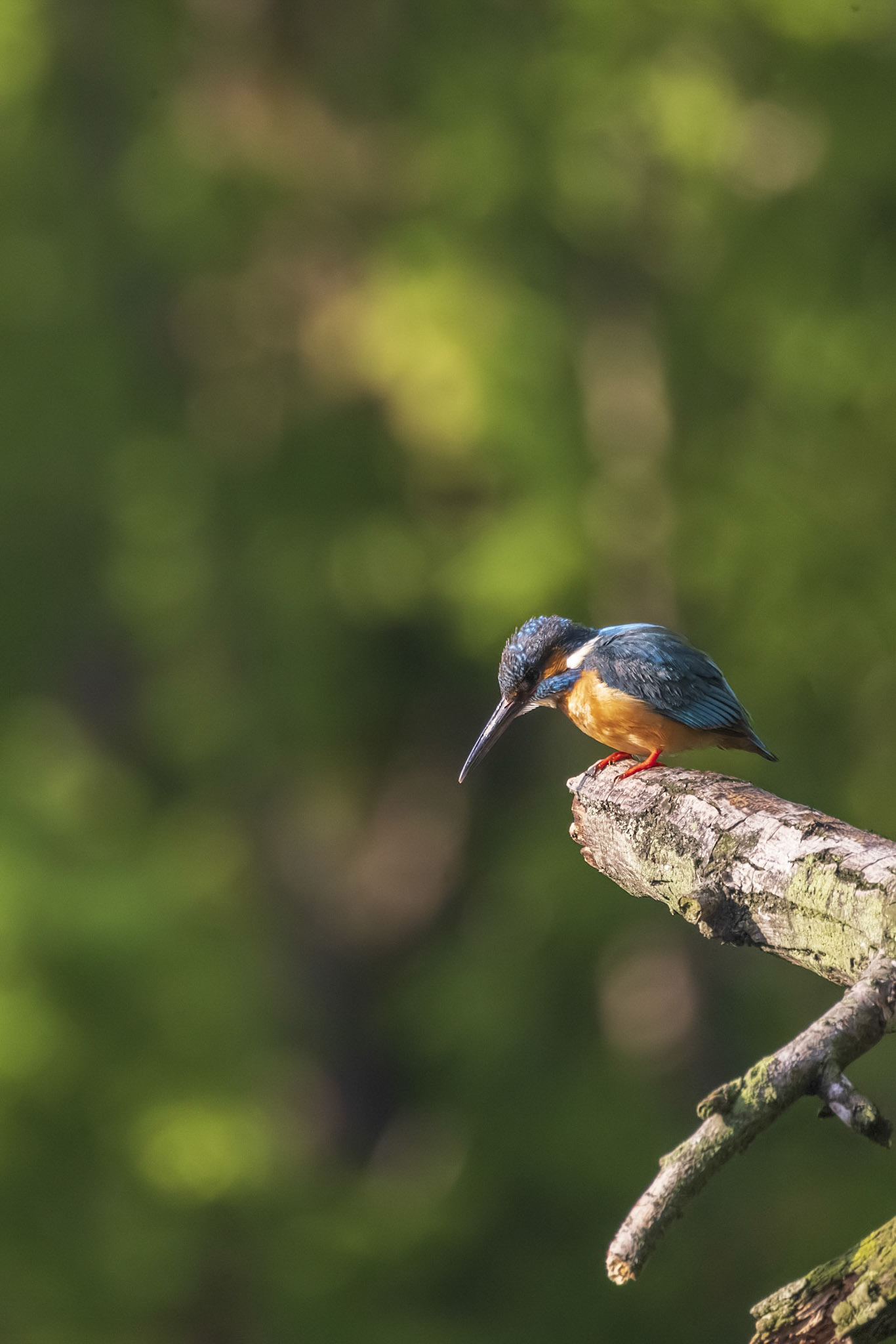 カワセミ オス kingfisher 広袴公園