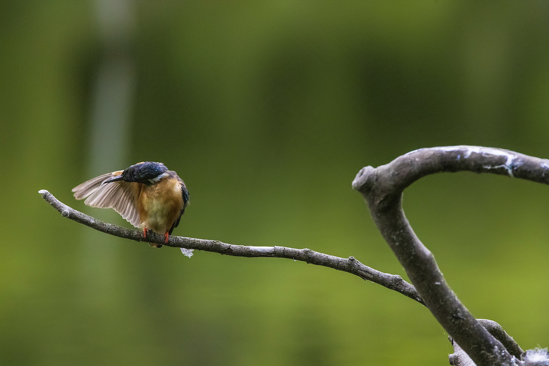 カワセミ メス kingfisher 薬師池公園