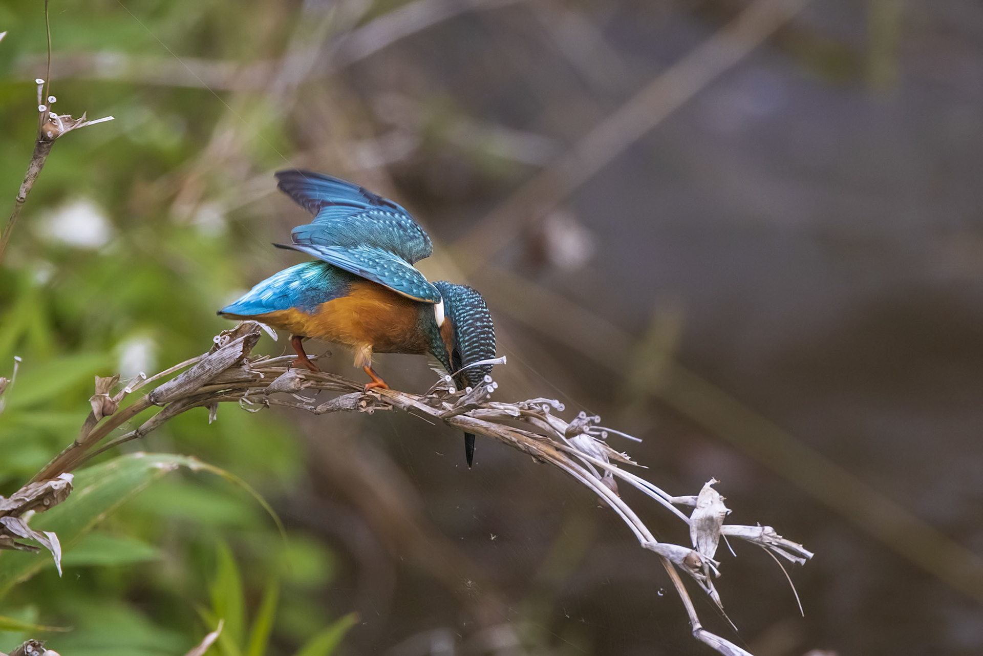 カワセミ オス kingfisher 広袴公園 真光寺川