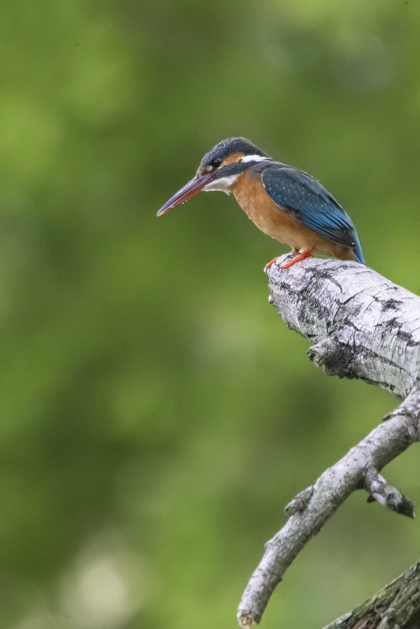カワセミ メス kingfisher 広袴公園