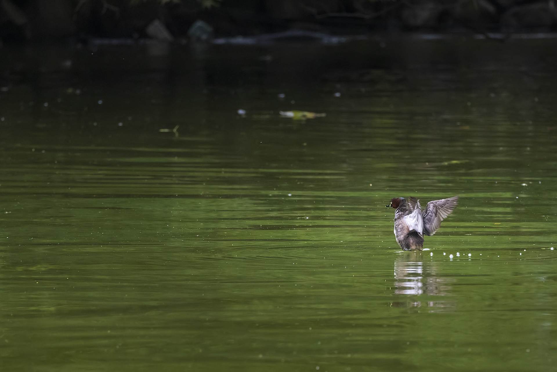 カイツブリ 薬師池公園