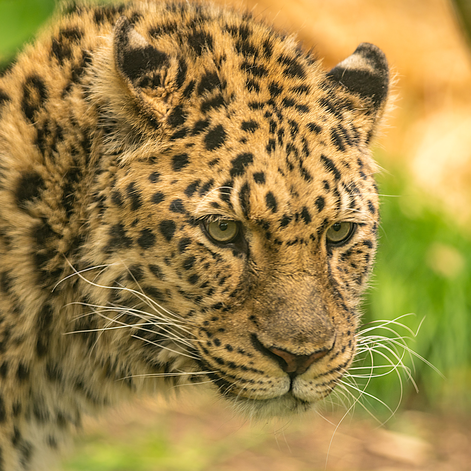 Zoo Leopard