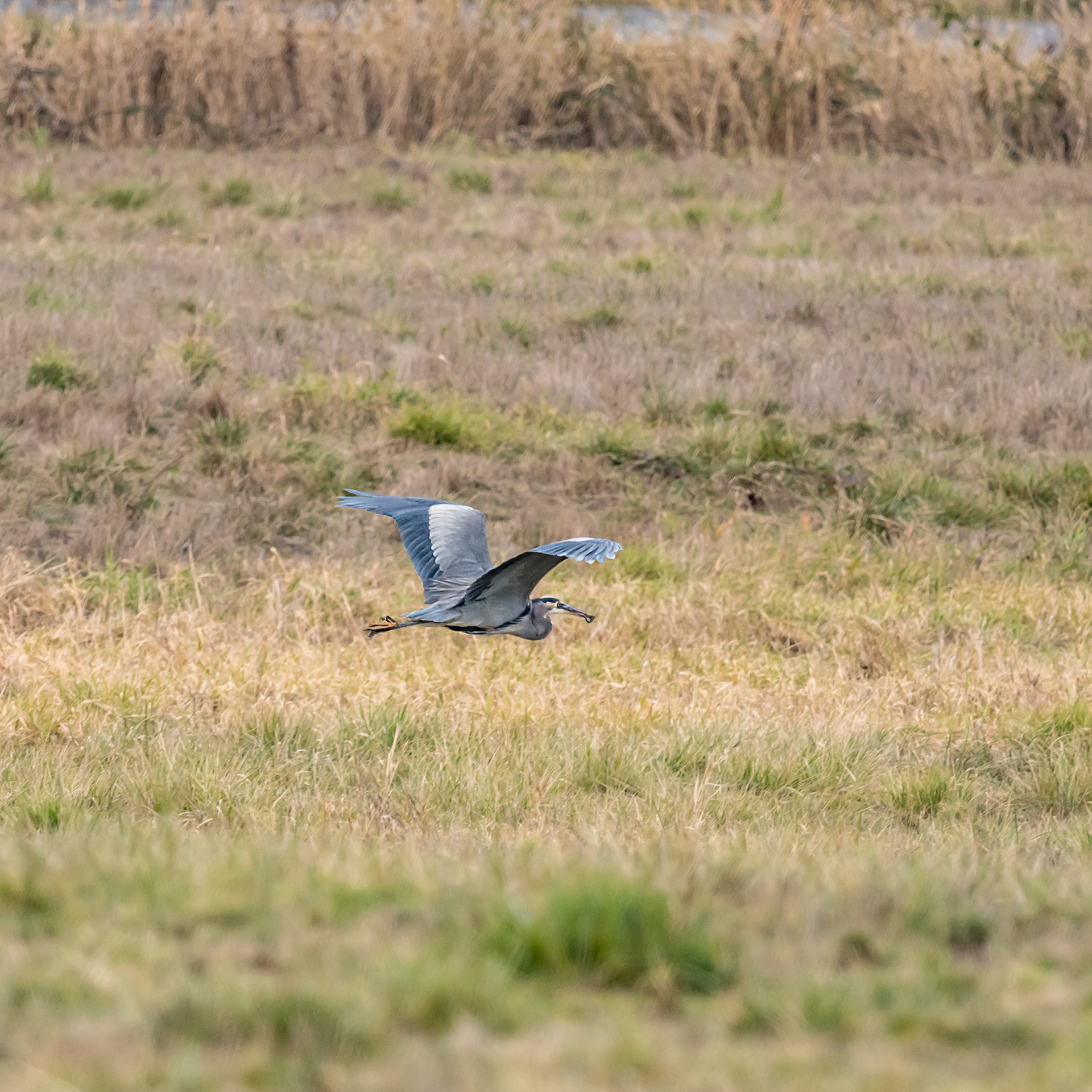 Great Blue Heron with Lunch