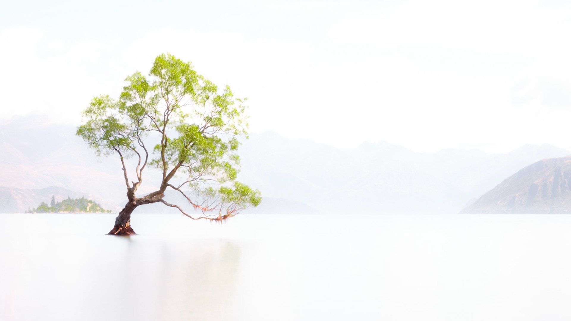 tree in lake wanaka