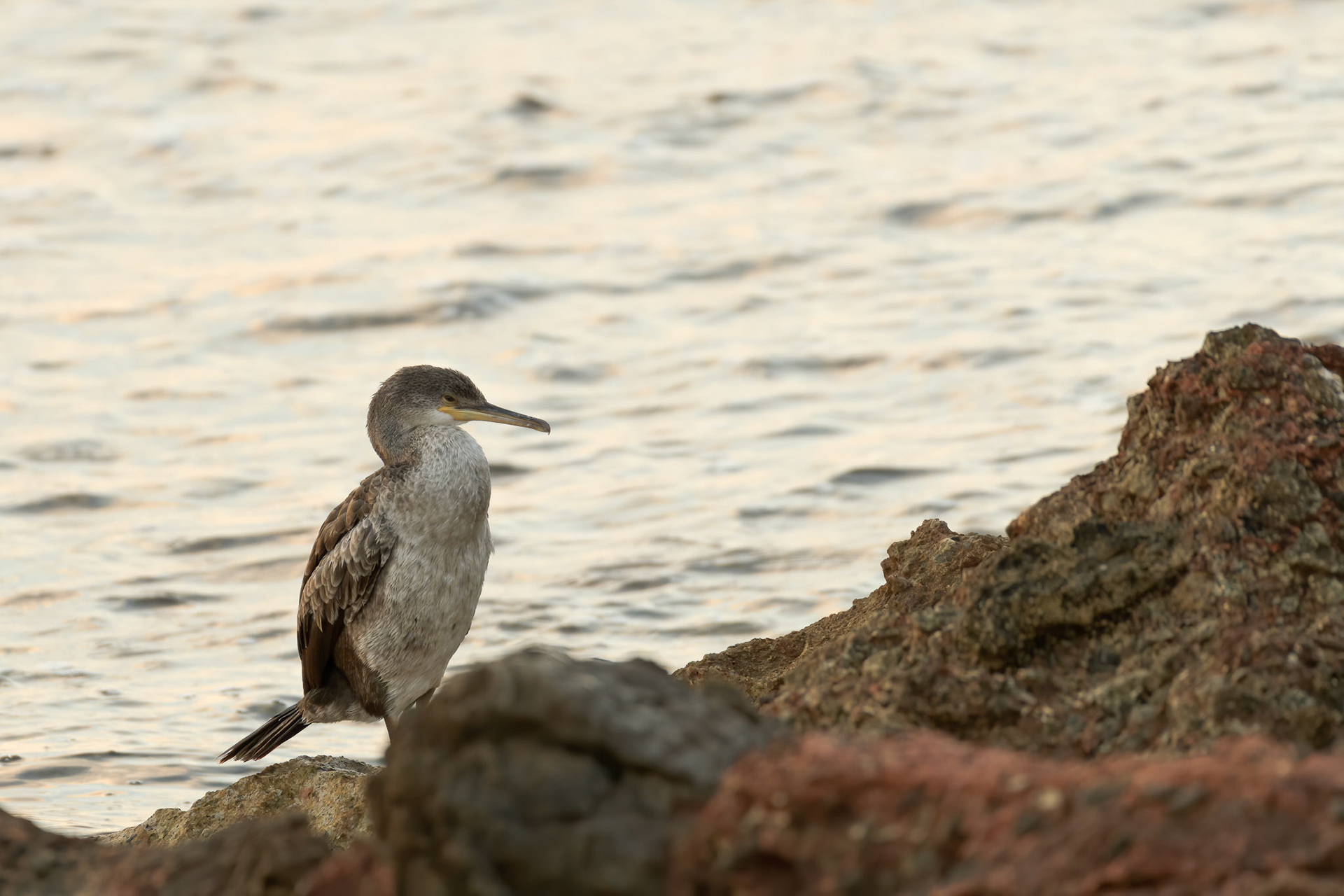 Cormorán