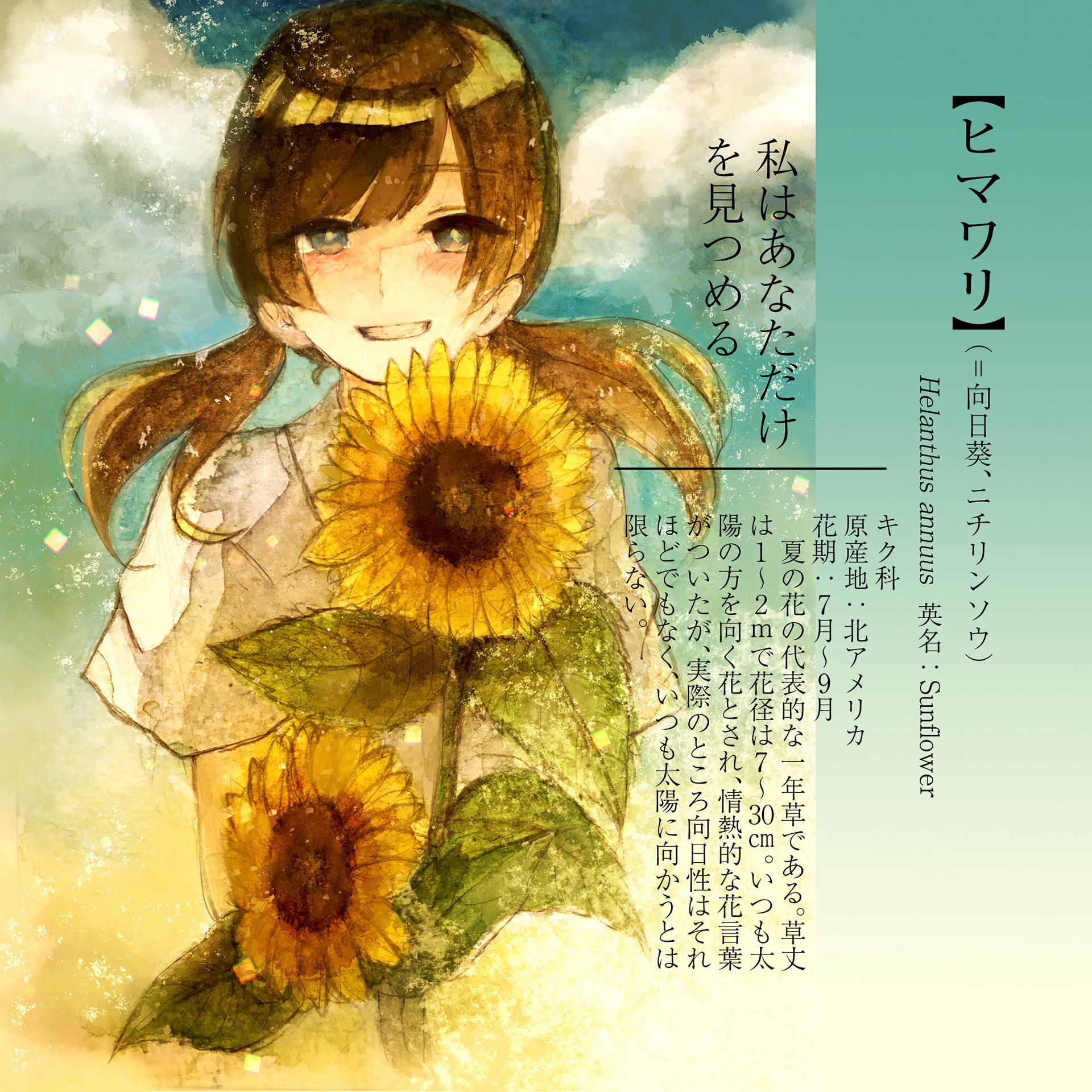 ヒマワリ