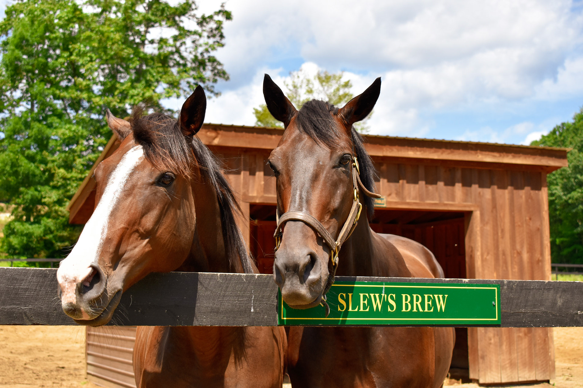 Old Friends at Cabin Creek Thoroughbred Retirement Farm  - Saratoga Springs NY - August 2019