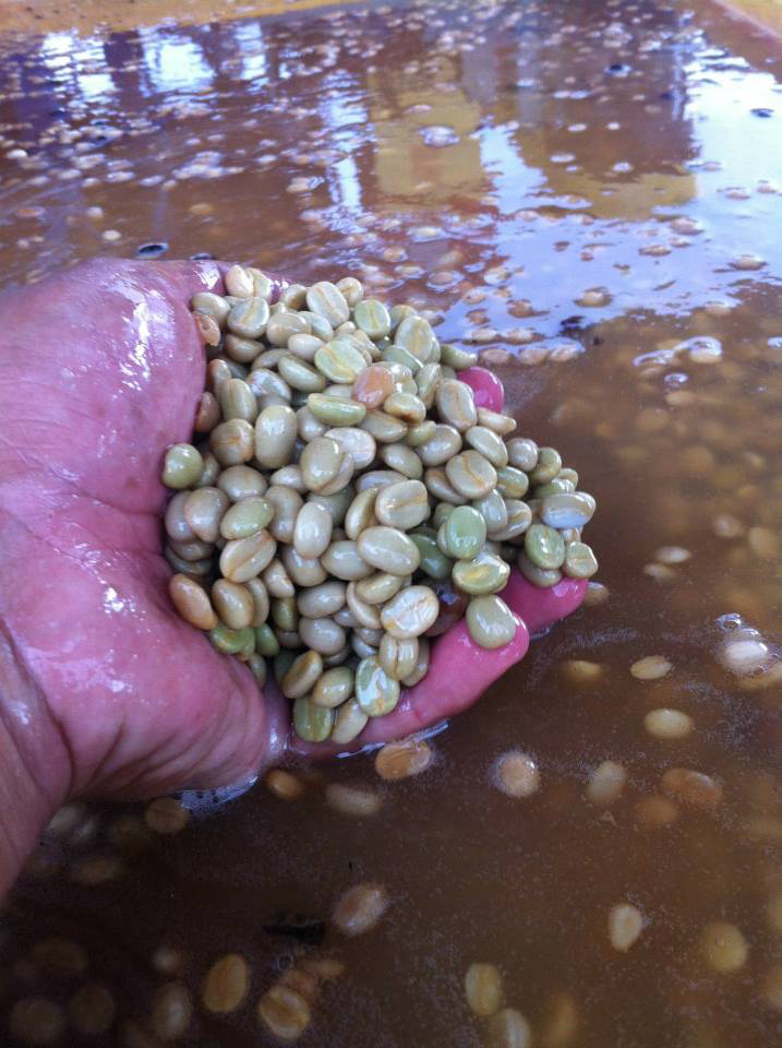 Washing green coffee