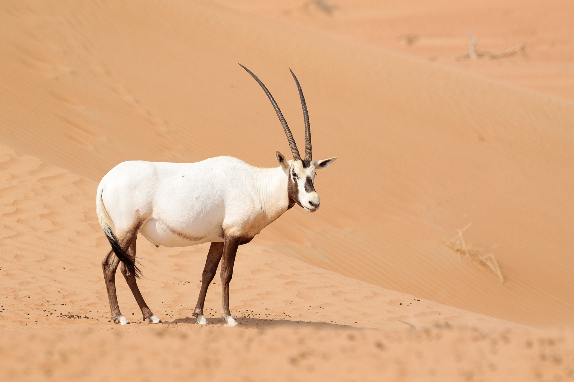 Dubai National Bird Name