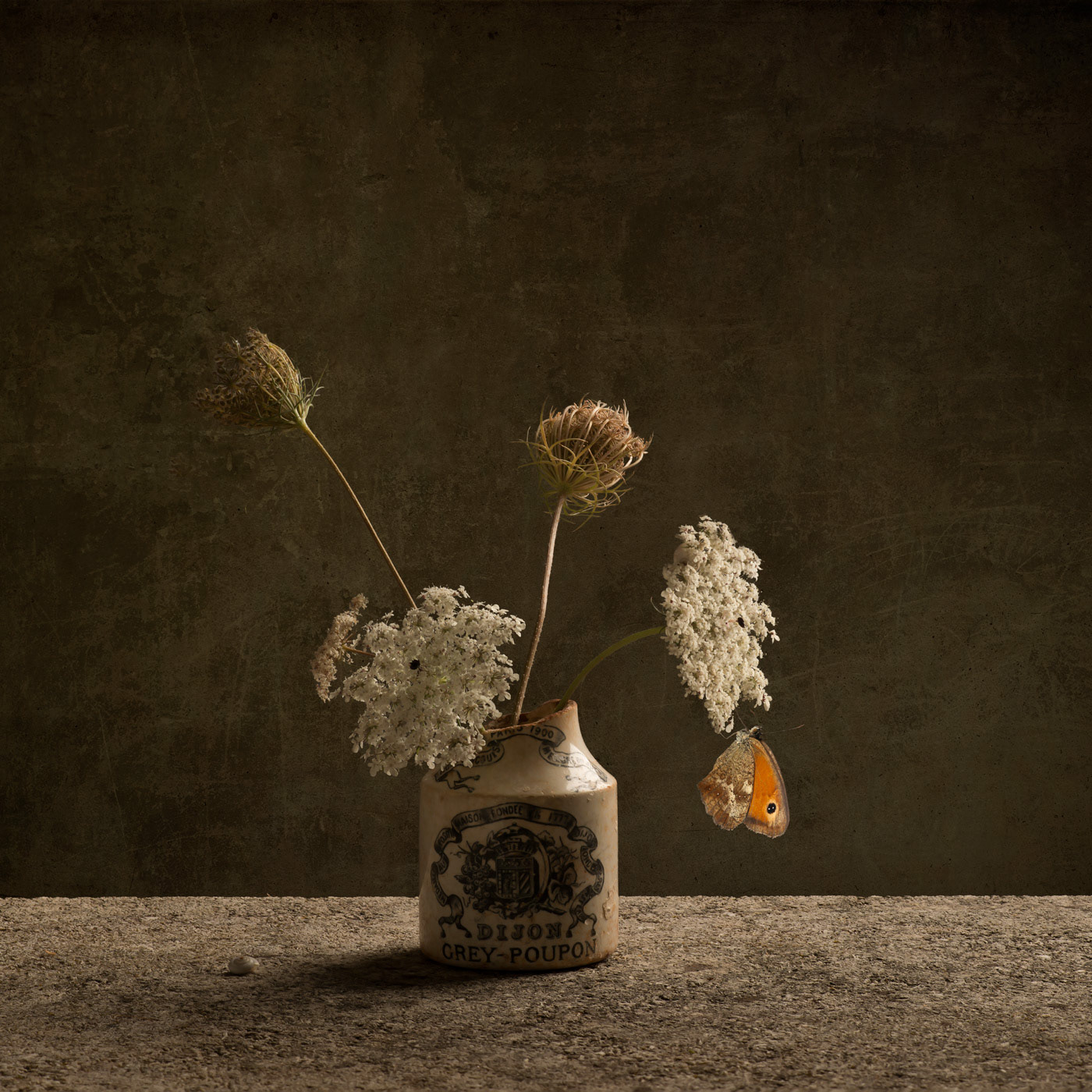 Queen Anne's Lace