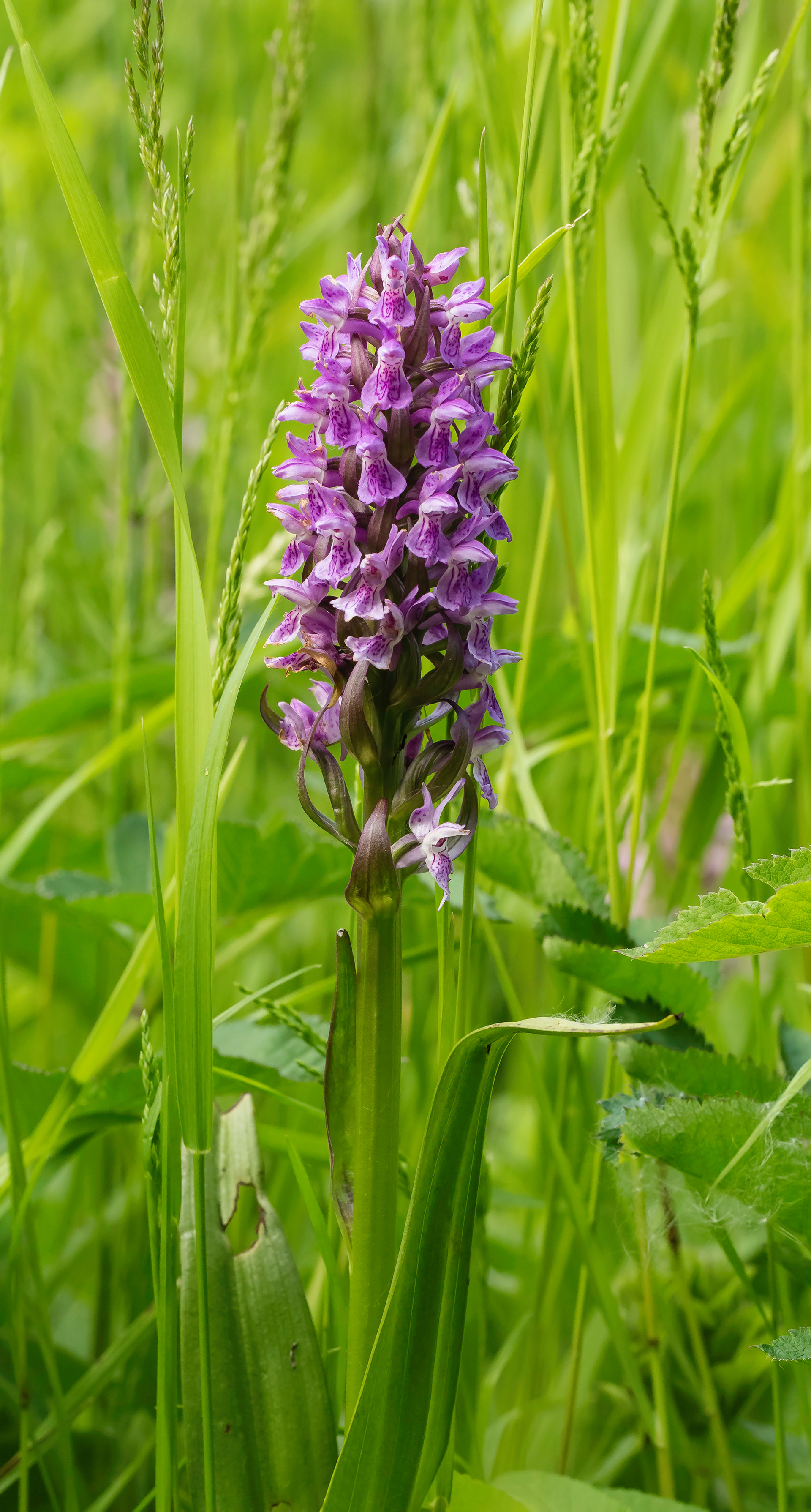 Marsh Orchid
