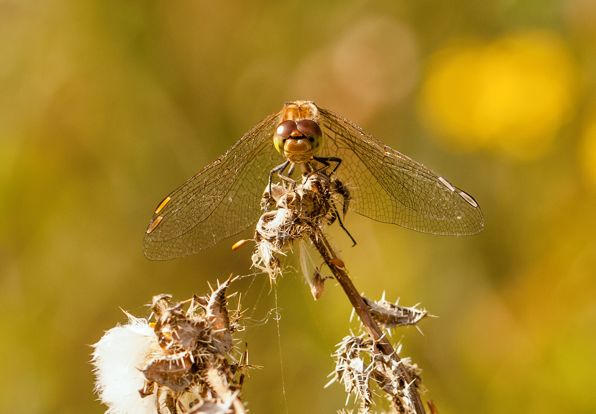 Female Common Darter