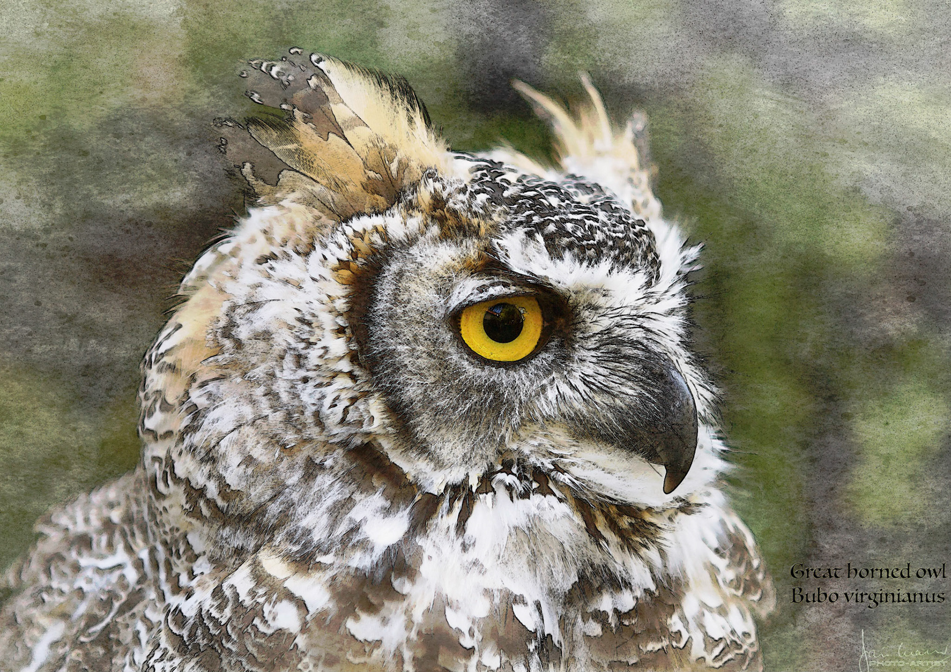 Great horned owl (Bubo virginianus)