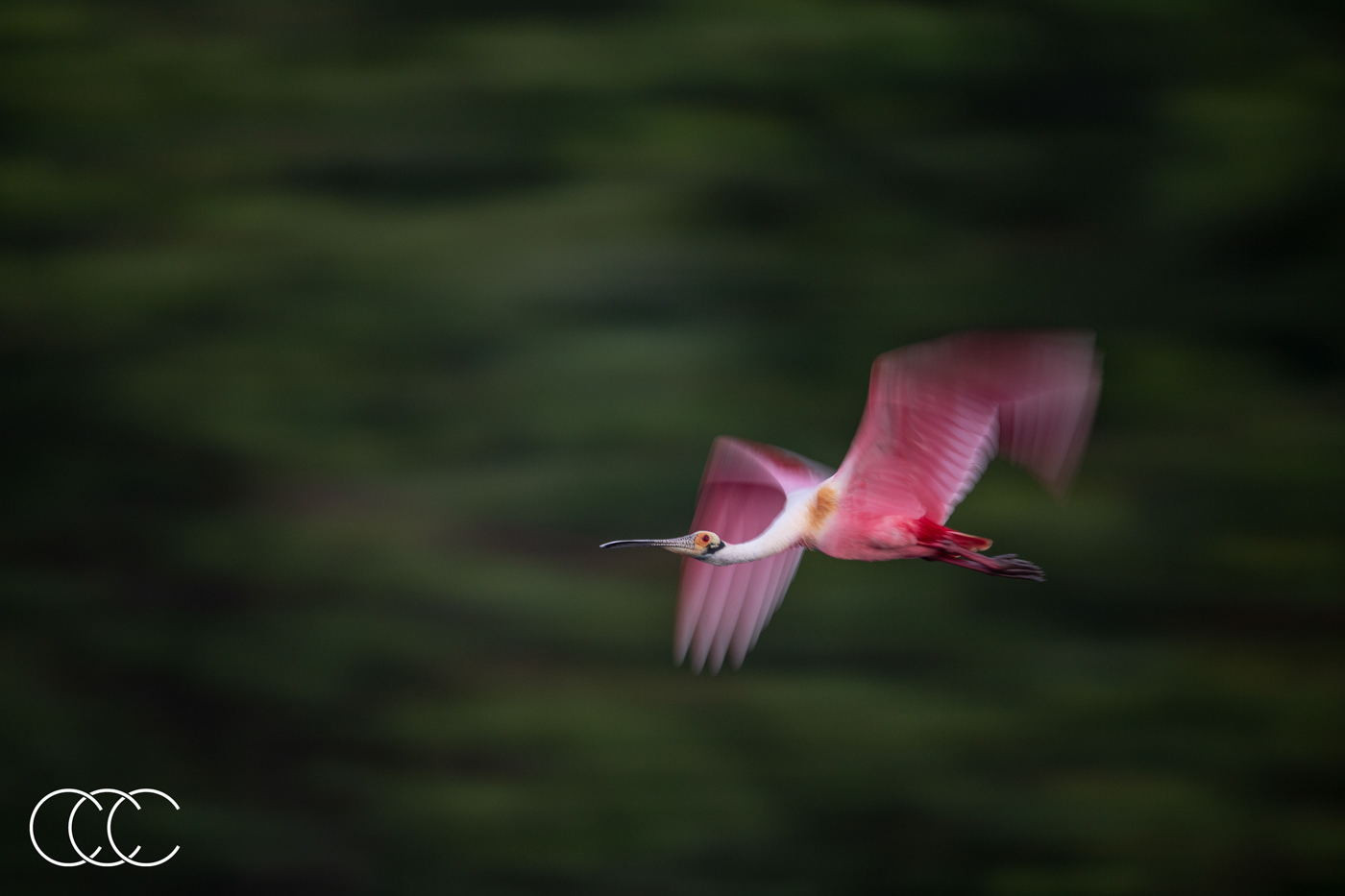 roseate spoonbill (platalea ajaja), fl, usa