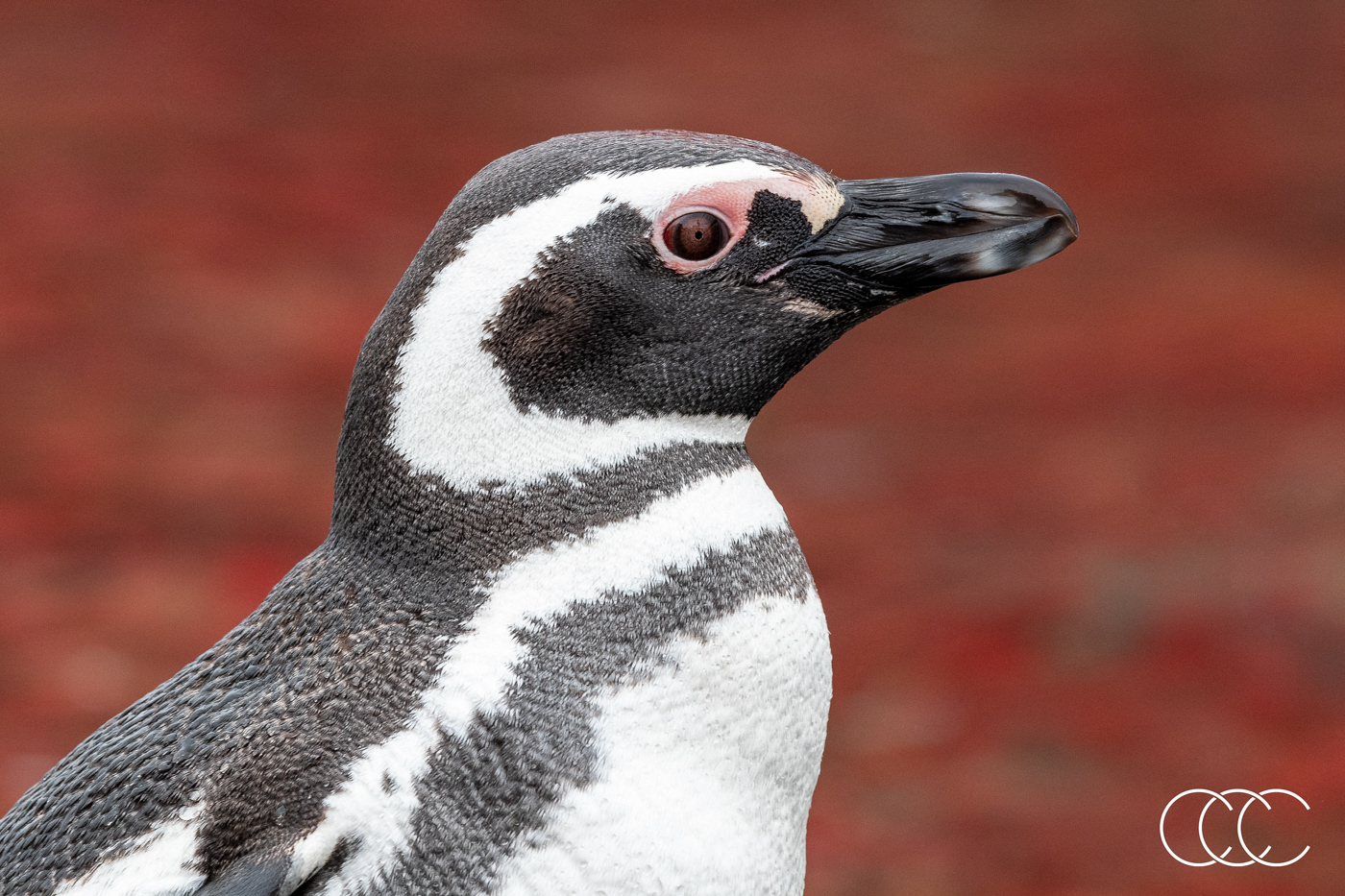 magellanic penguin (spheniscus magellanicus), chile