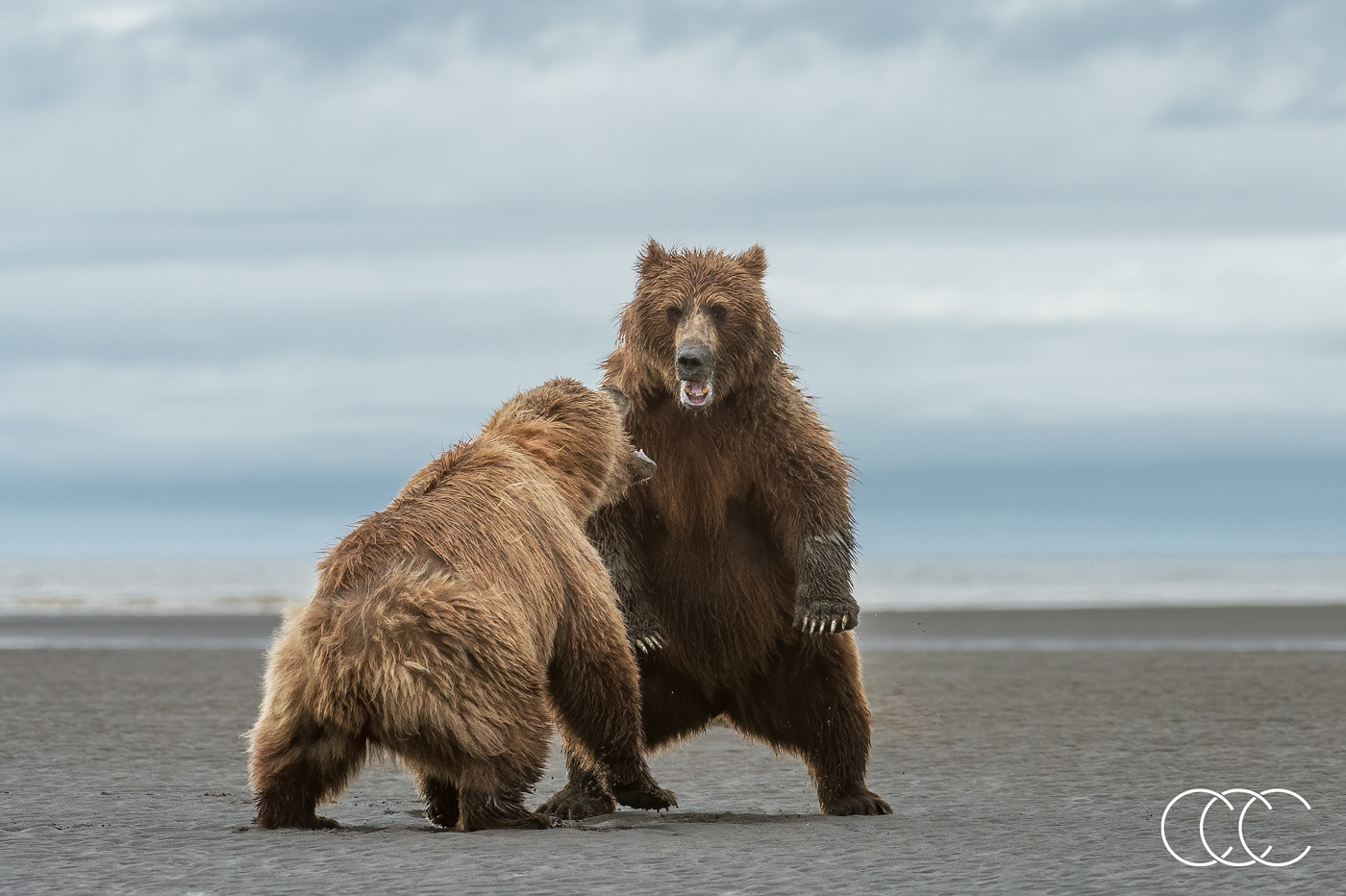 brown bear (ursus arctos), ak, usa