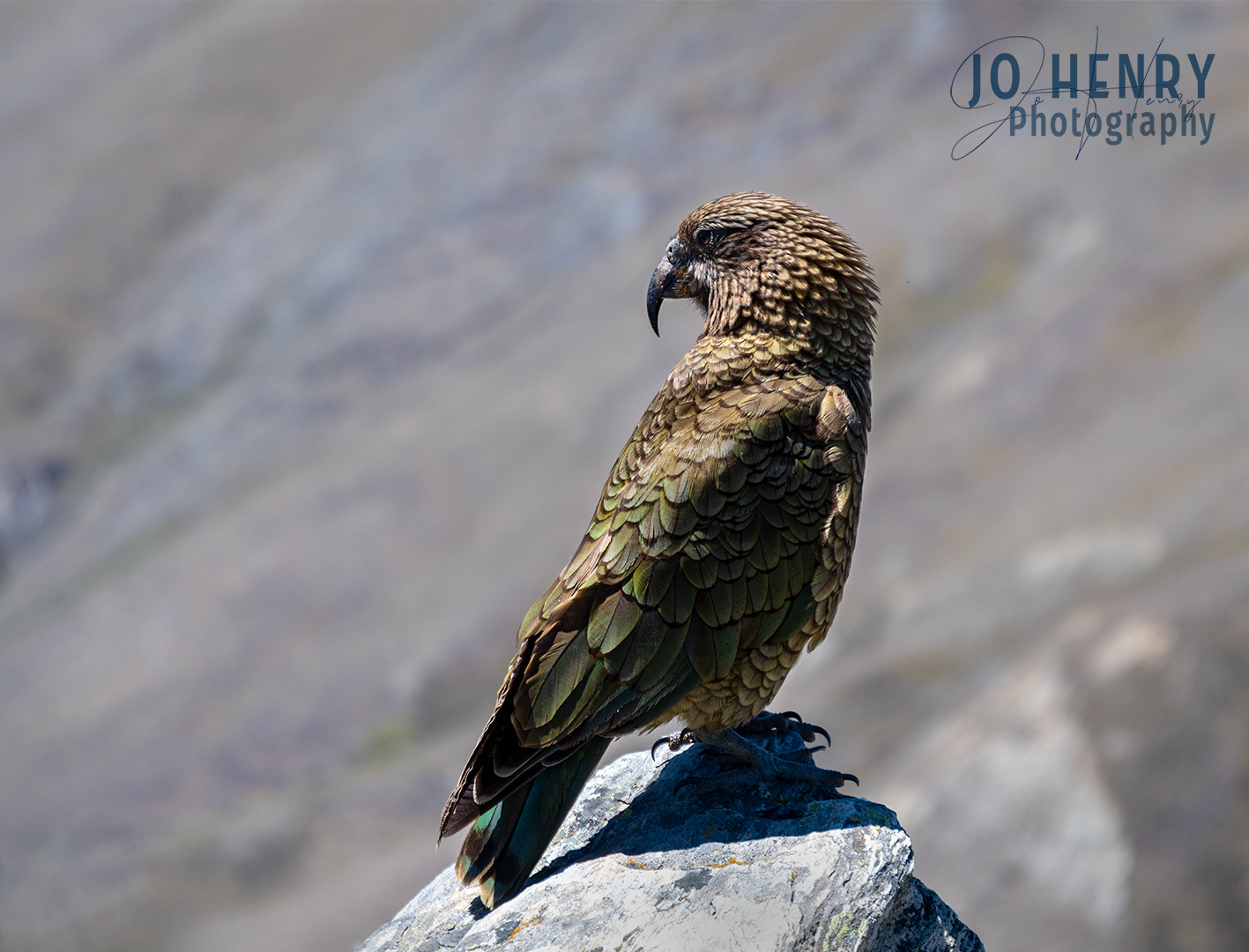 Kea