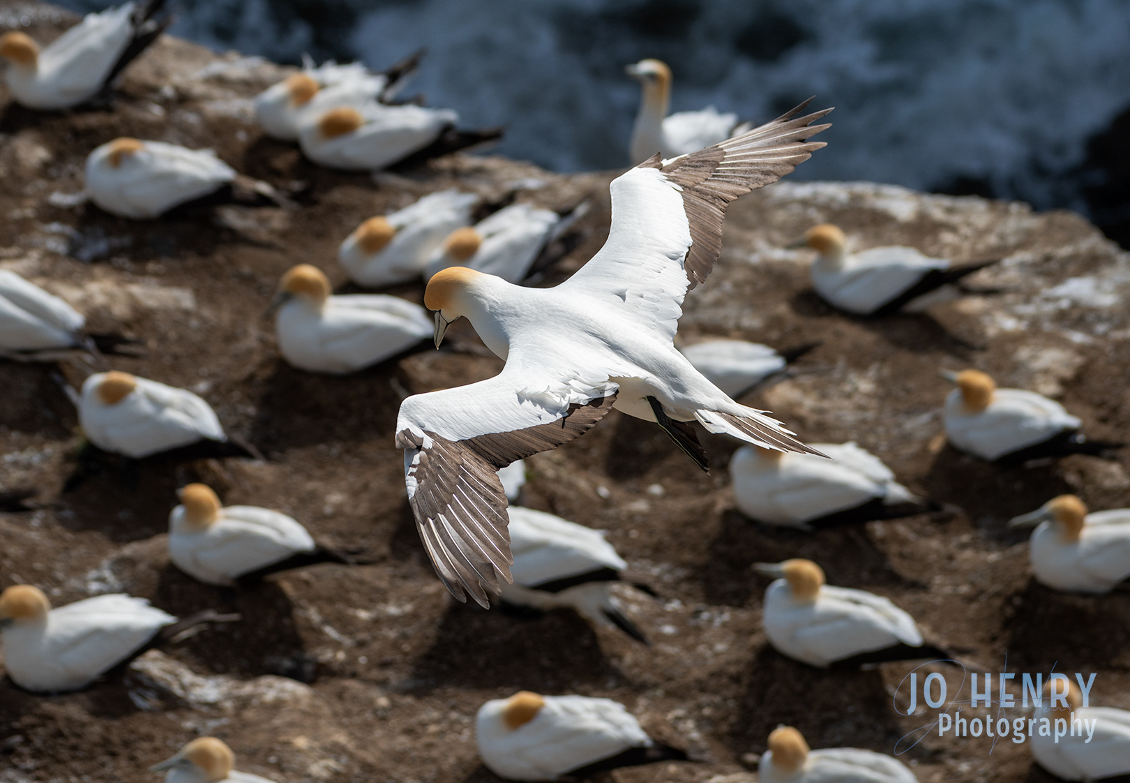 Gannet Flyby