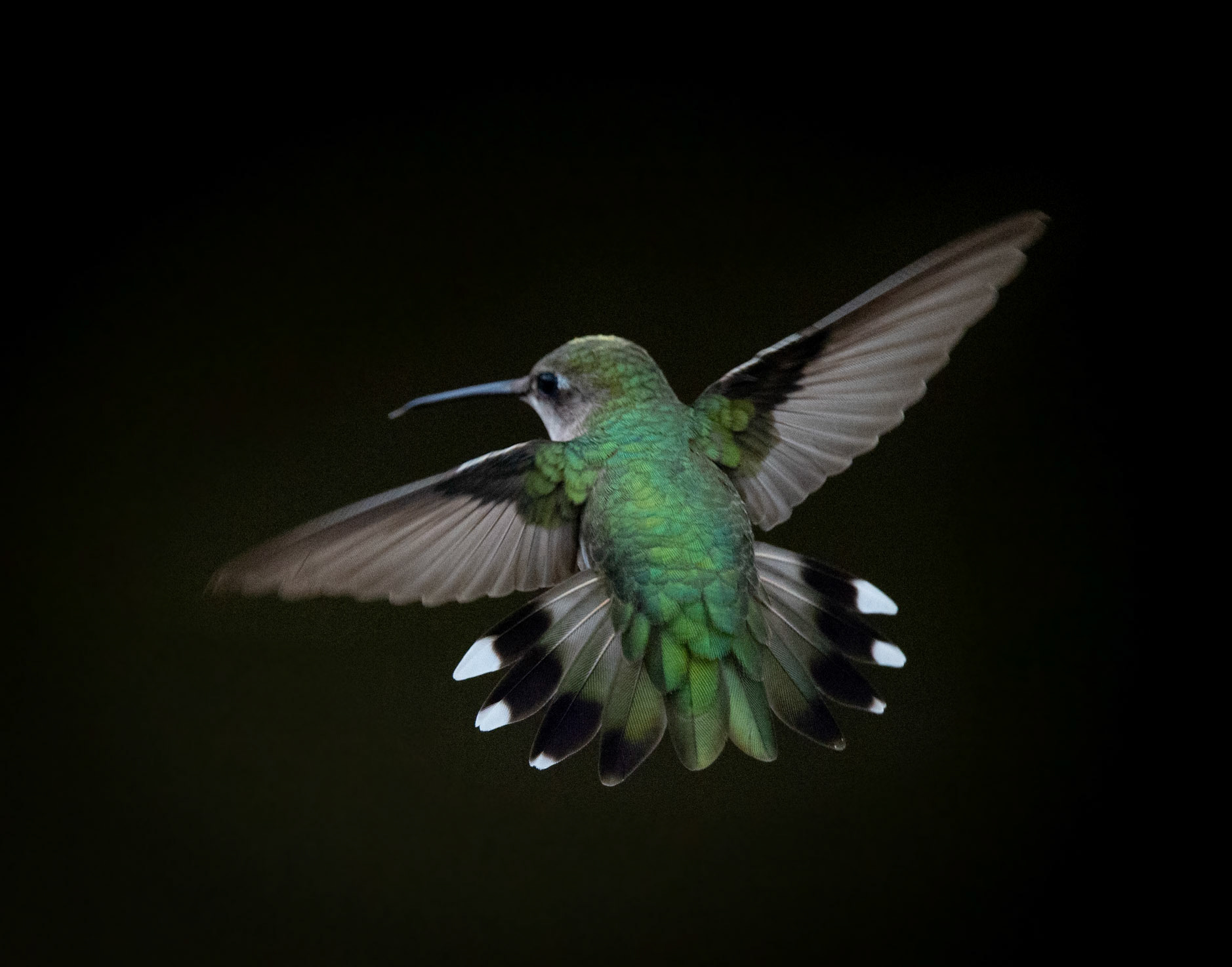Ruby Throated Hummingbird - Grey County, Canada