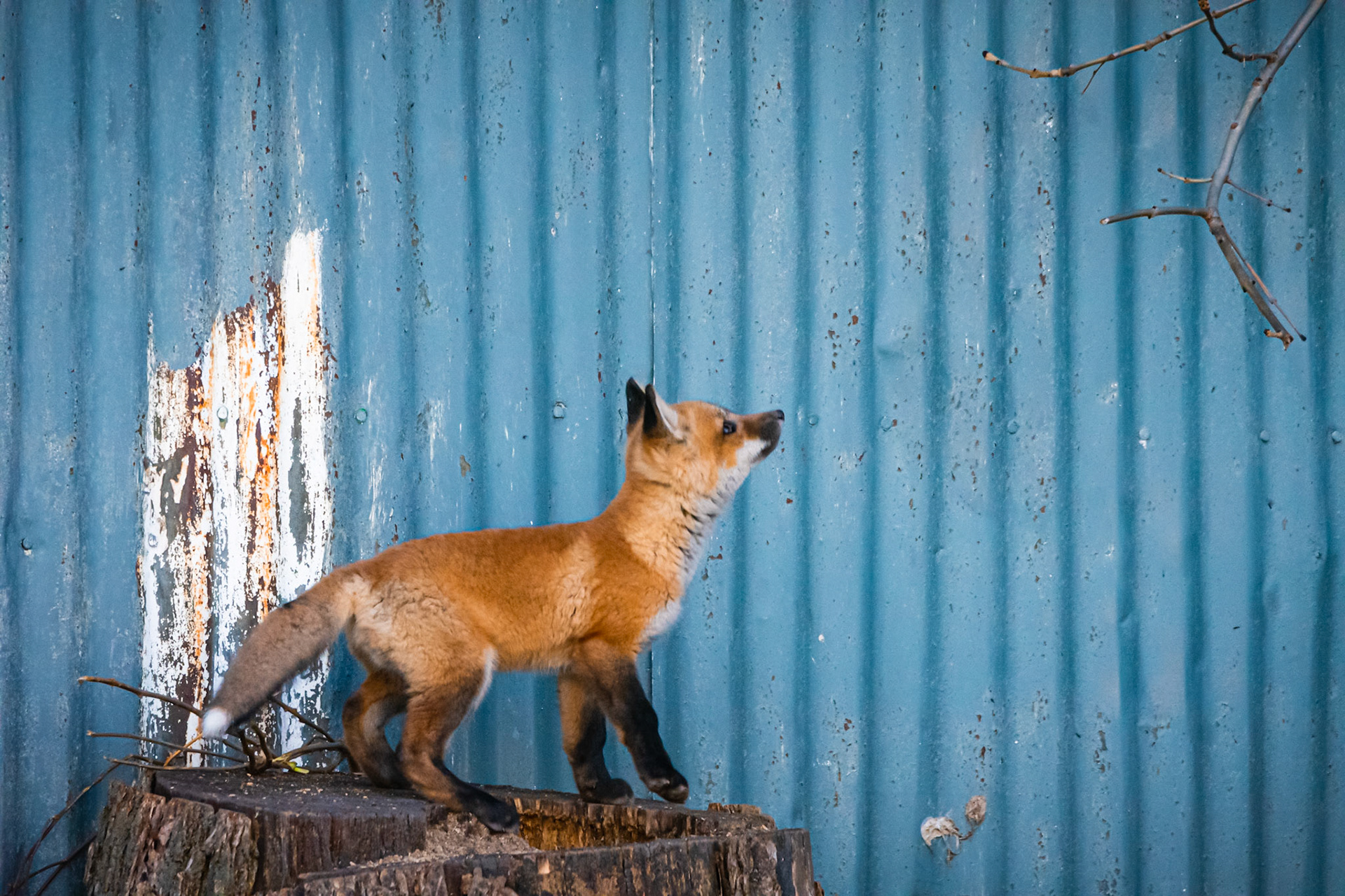 Red Fox Kit - Kingston, Canada