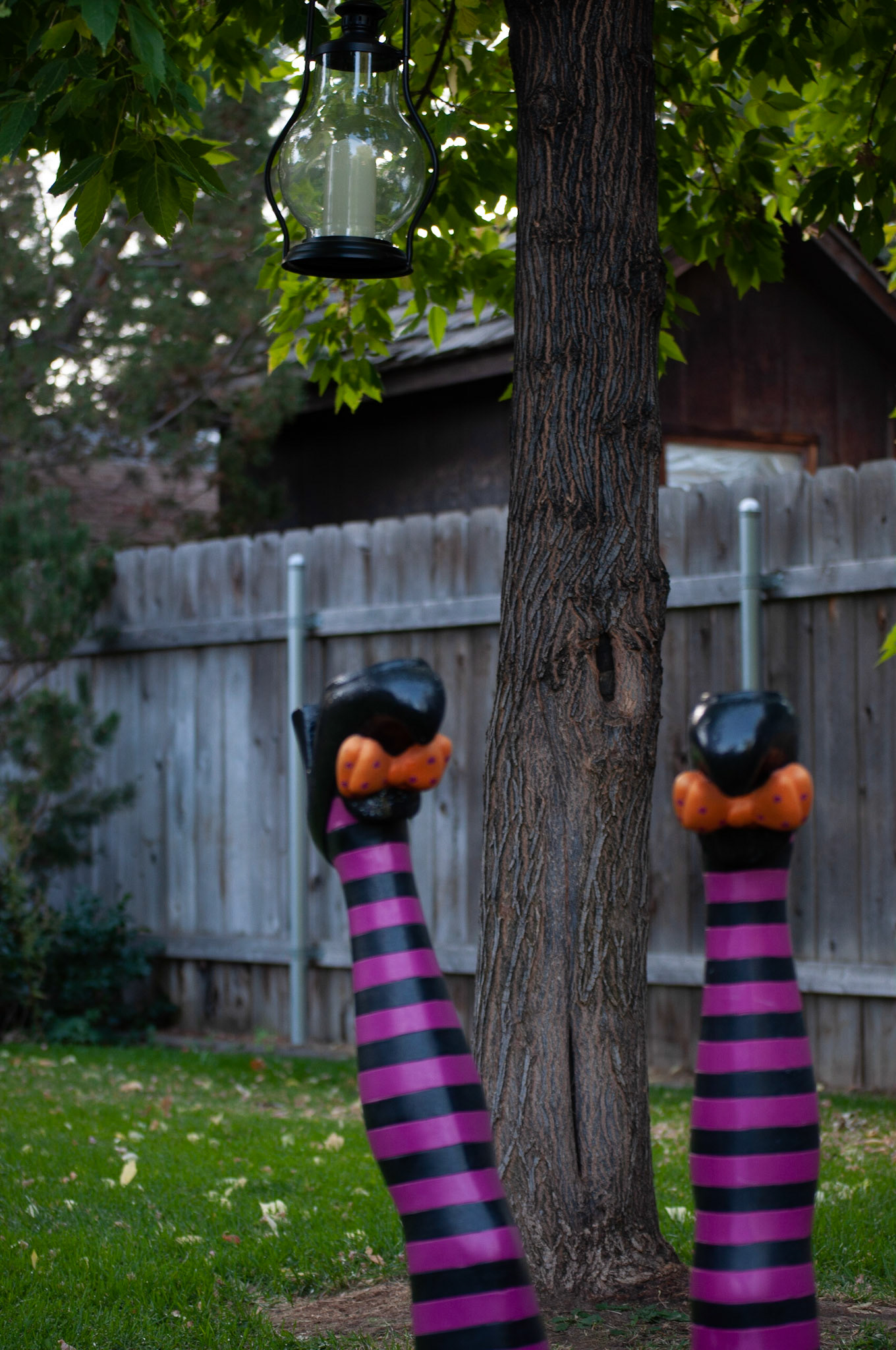 This was witch legs shot at 1/25s F4 and ISO 200, Still shot to show depth, 20200926, Backyard, Miller, This started losing color vibrancy when adjusting my ISO/F/Shutter speed. I continued to adjust to see what changed in the photograph. Camera Settings: Nikon D500, ISO 200, 55mm, f/5.6, 1/25s