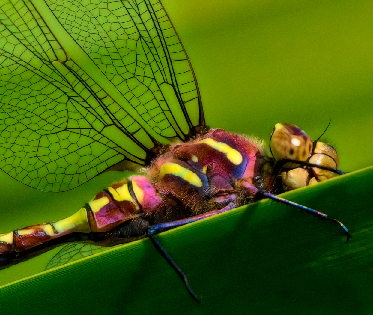 Rainboe Dragon Fly