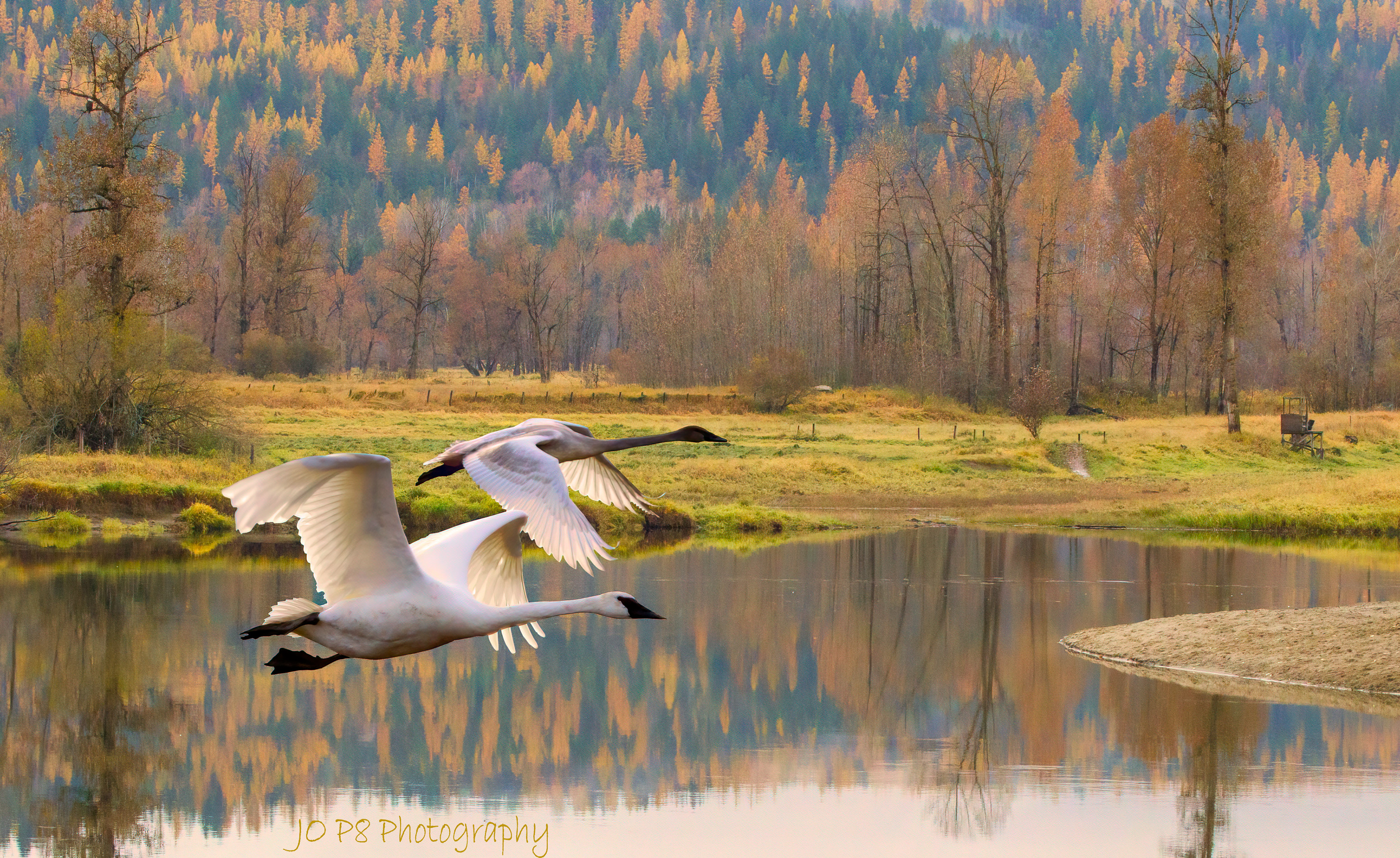 Swans on Shushwap River