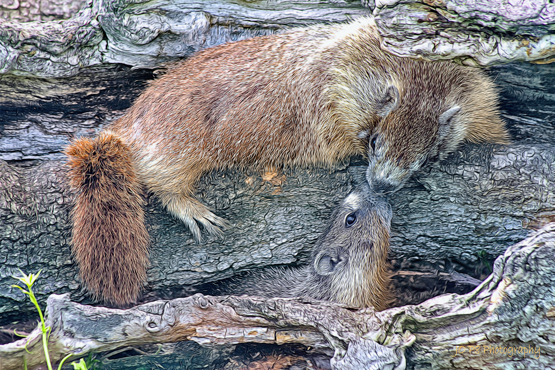 Marmots Greet With a Kiss